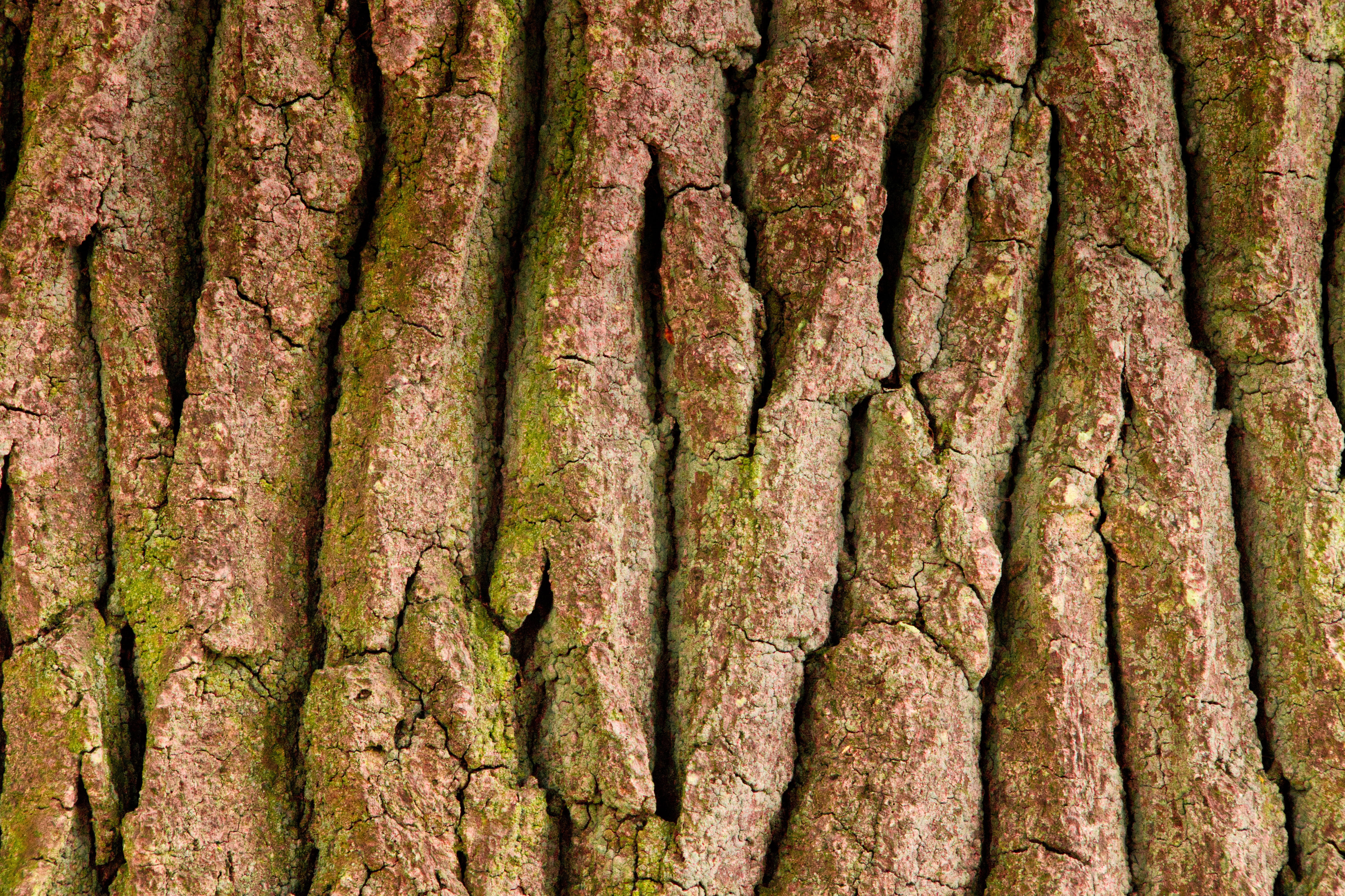 tree bark, structure, background, full frame, backgrounds, tree trunk