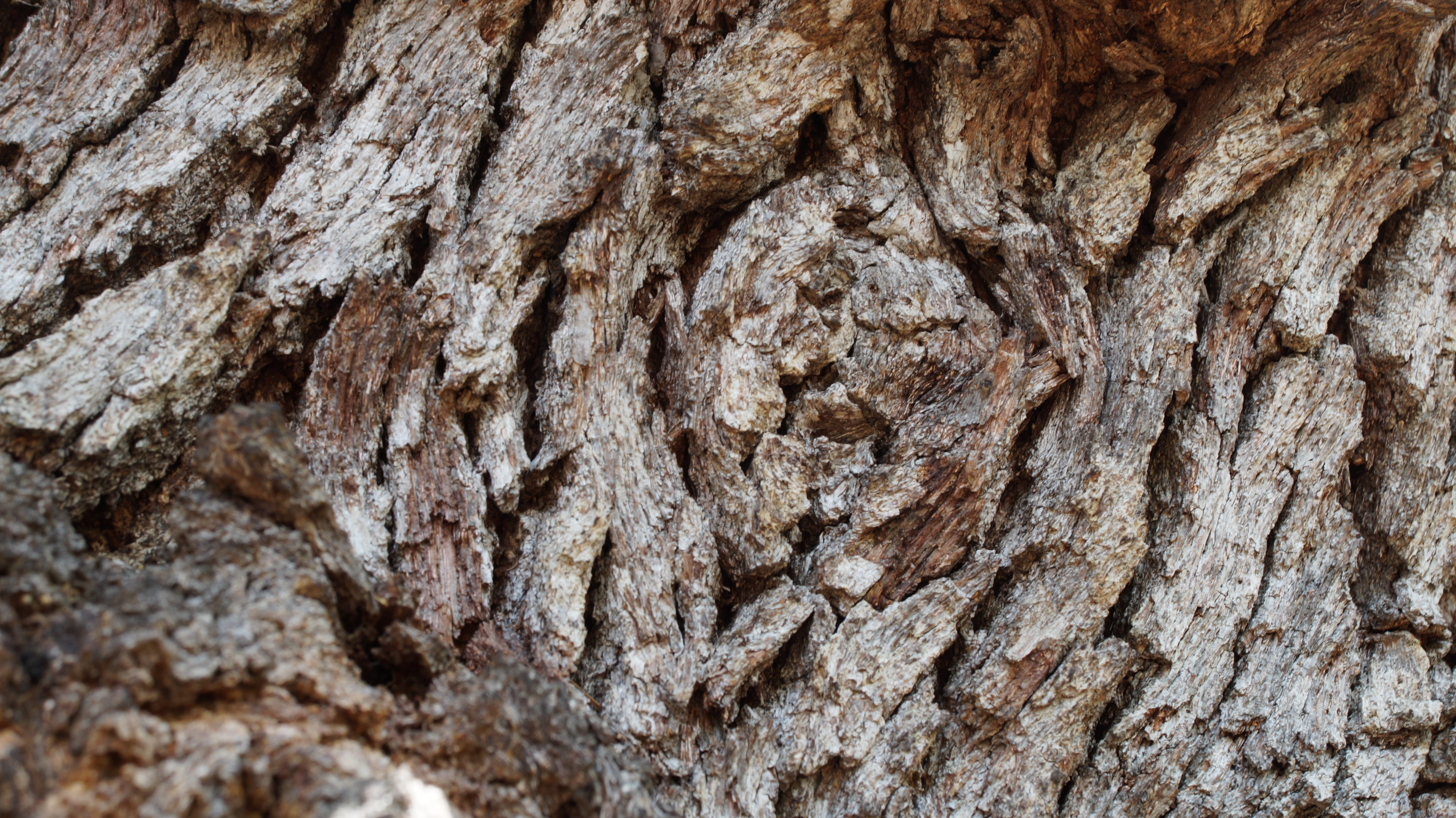 oak tree, nature, bark, natural, forest, texture, outdoors