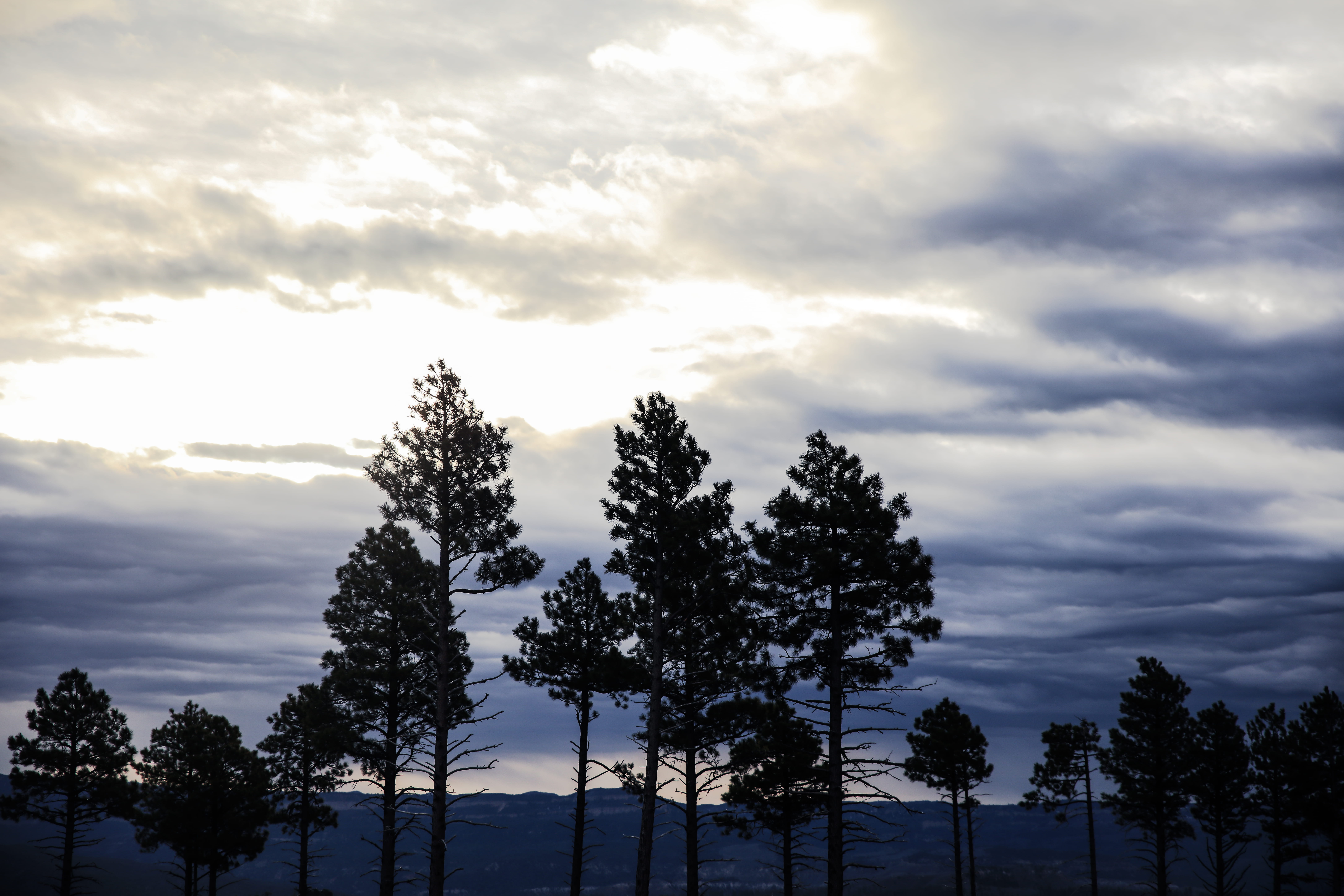 forest, light, sunrise, pine tree, gold, clouds, nature, sky