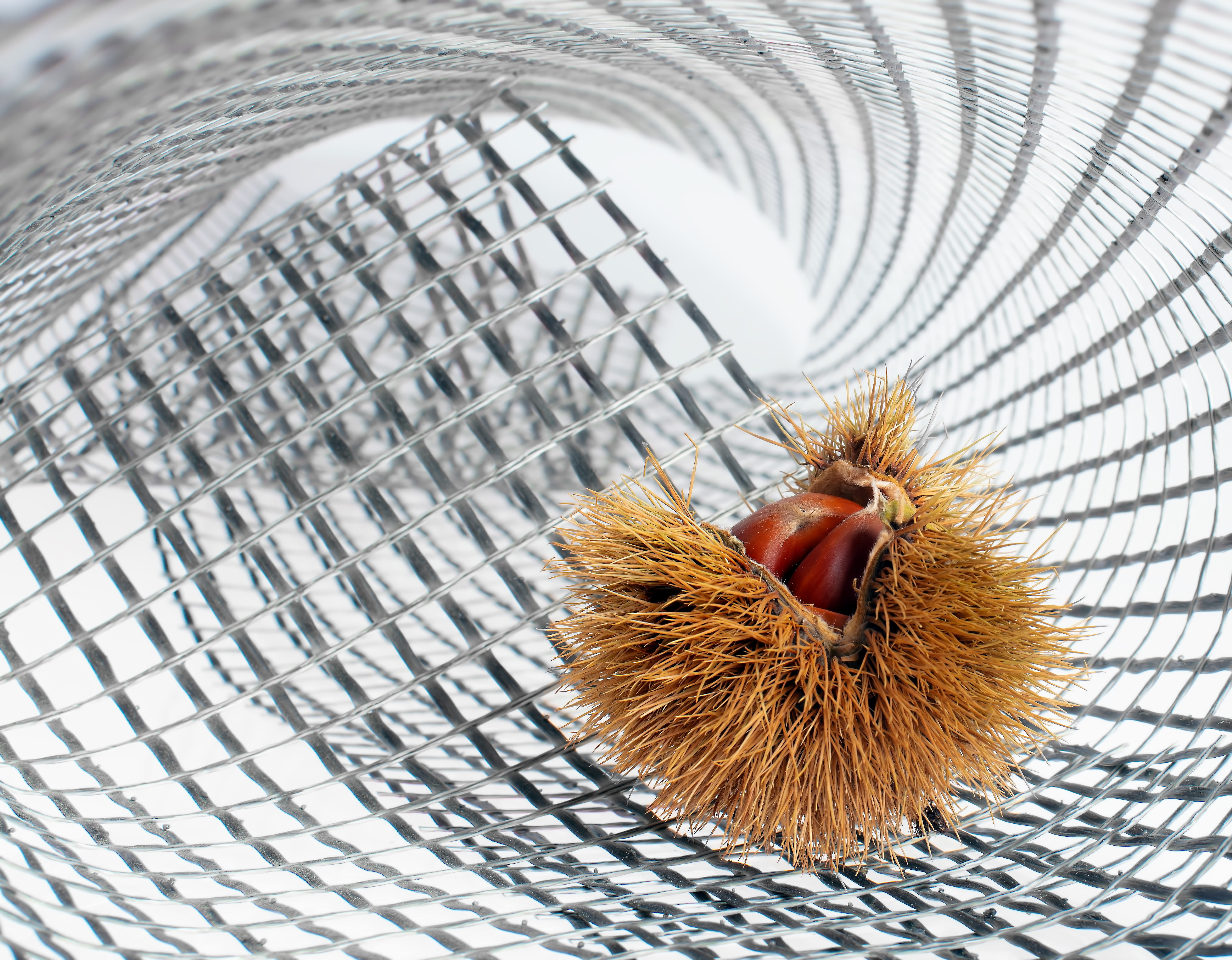 light, mesh, composition, pattern, texture, chestnut, castanea