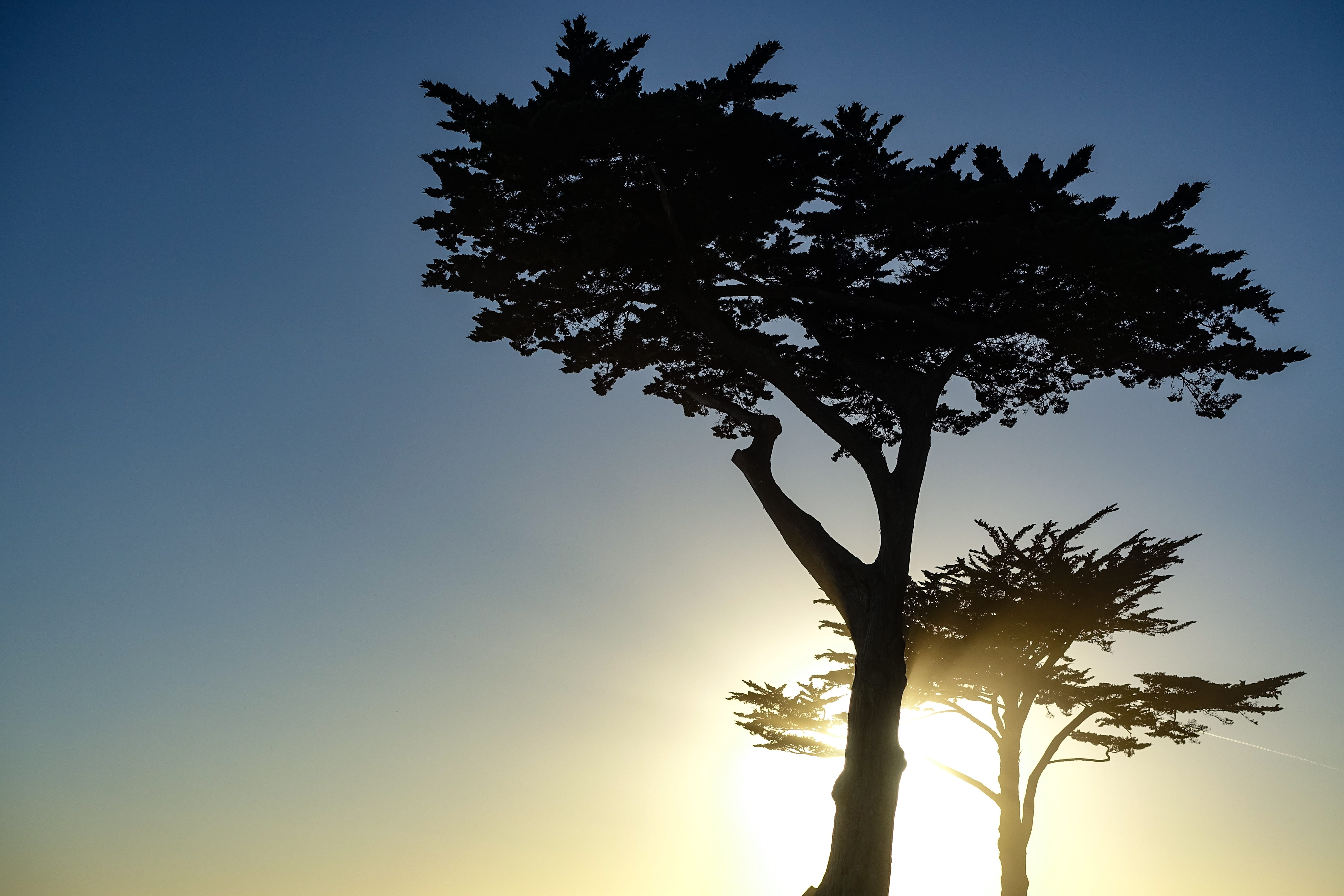 sunrise, sunset, tree, sky, plant, growth, low angle view, silhouette