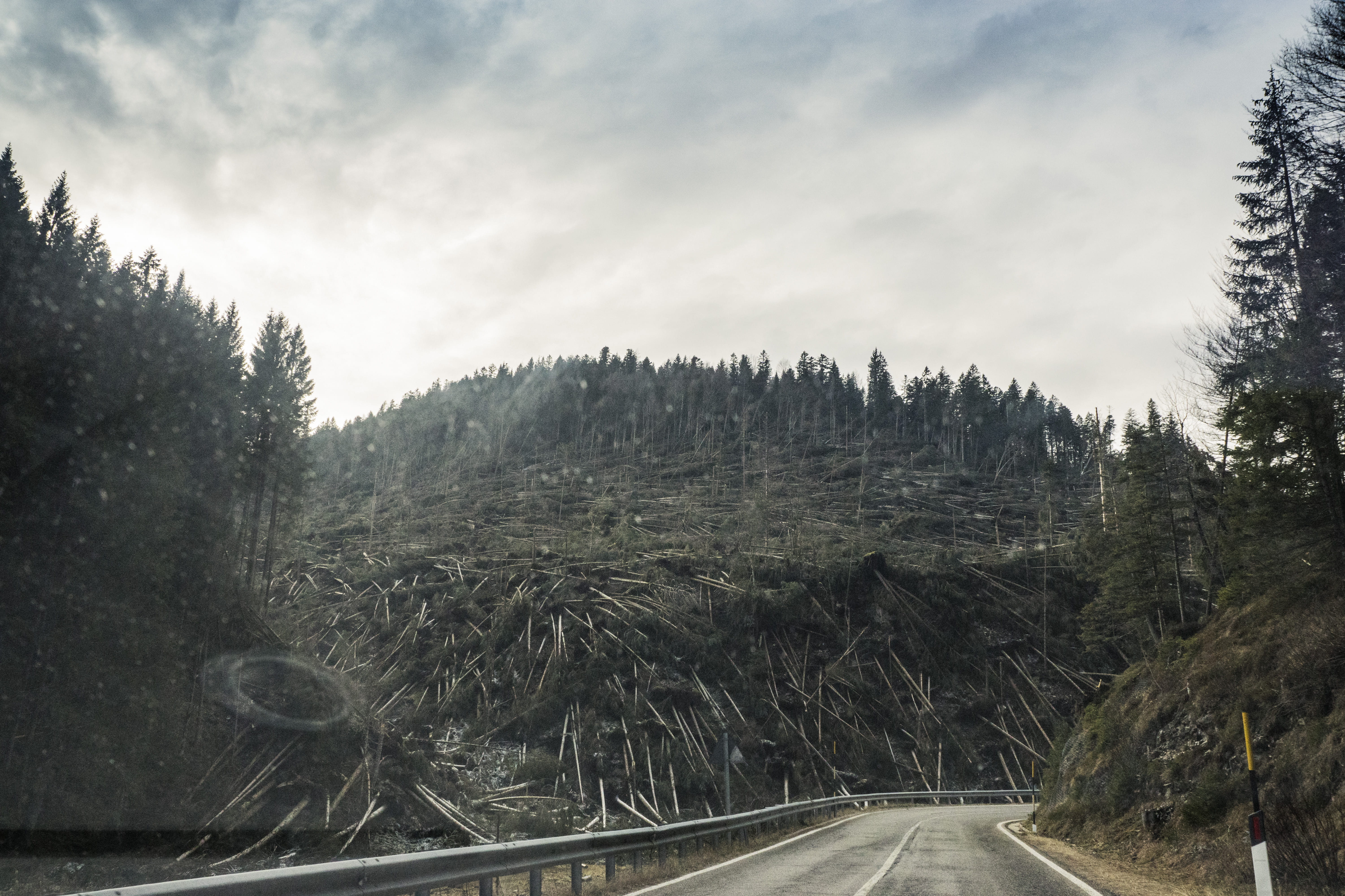 Deforestation, conifer, daylight, environment, evergreen, guidance