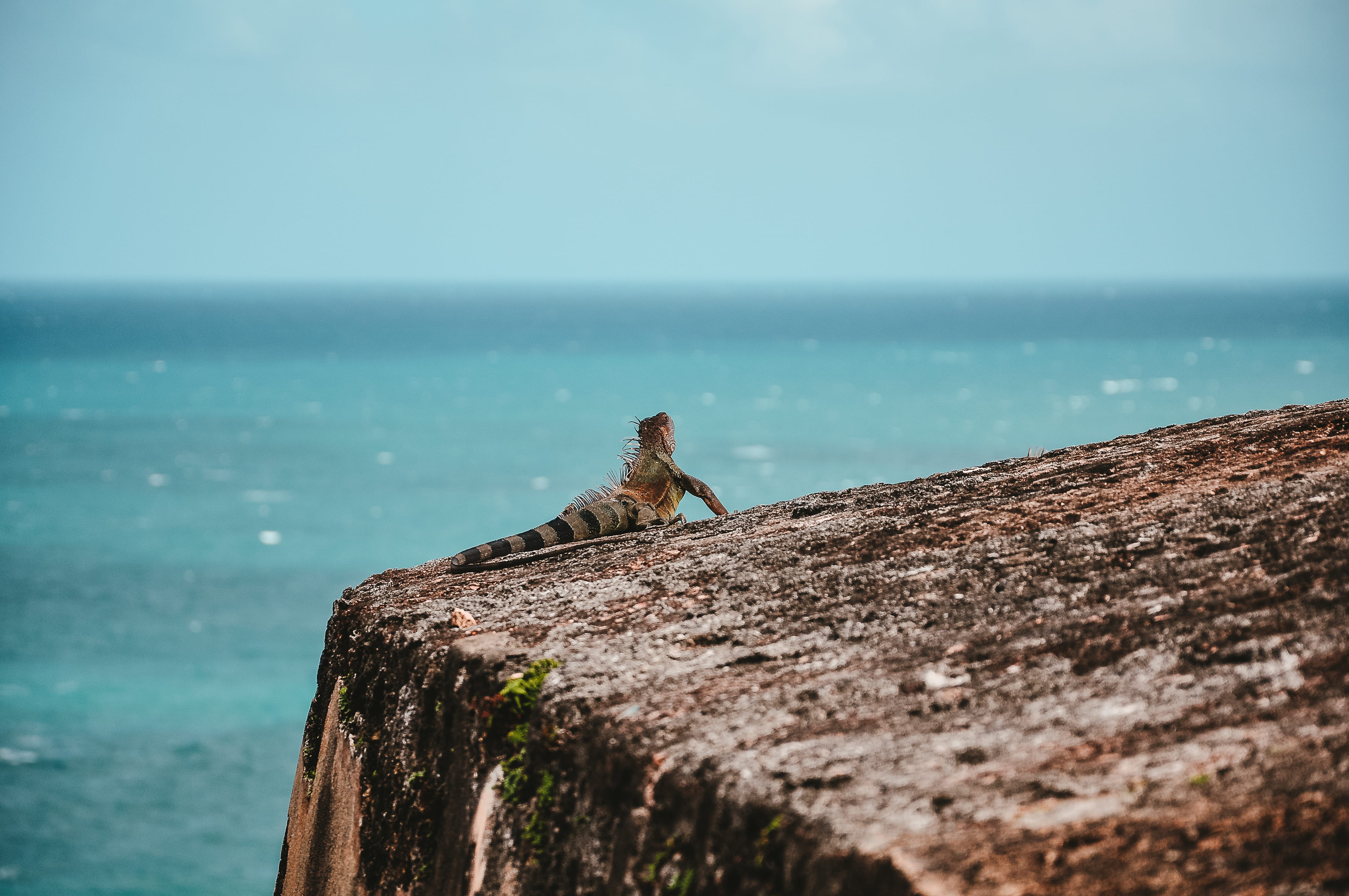 puerto rico, san juan, old san juan, puertorico, the view, rocks