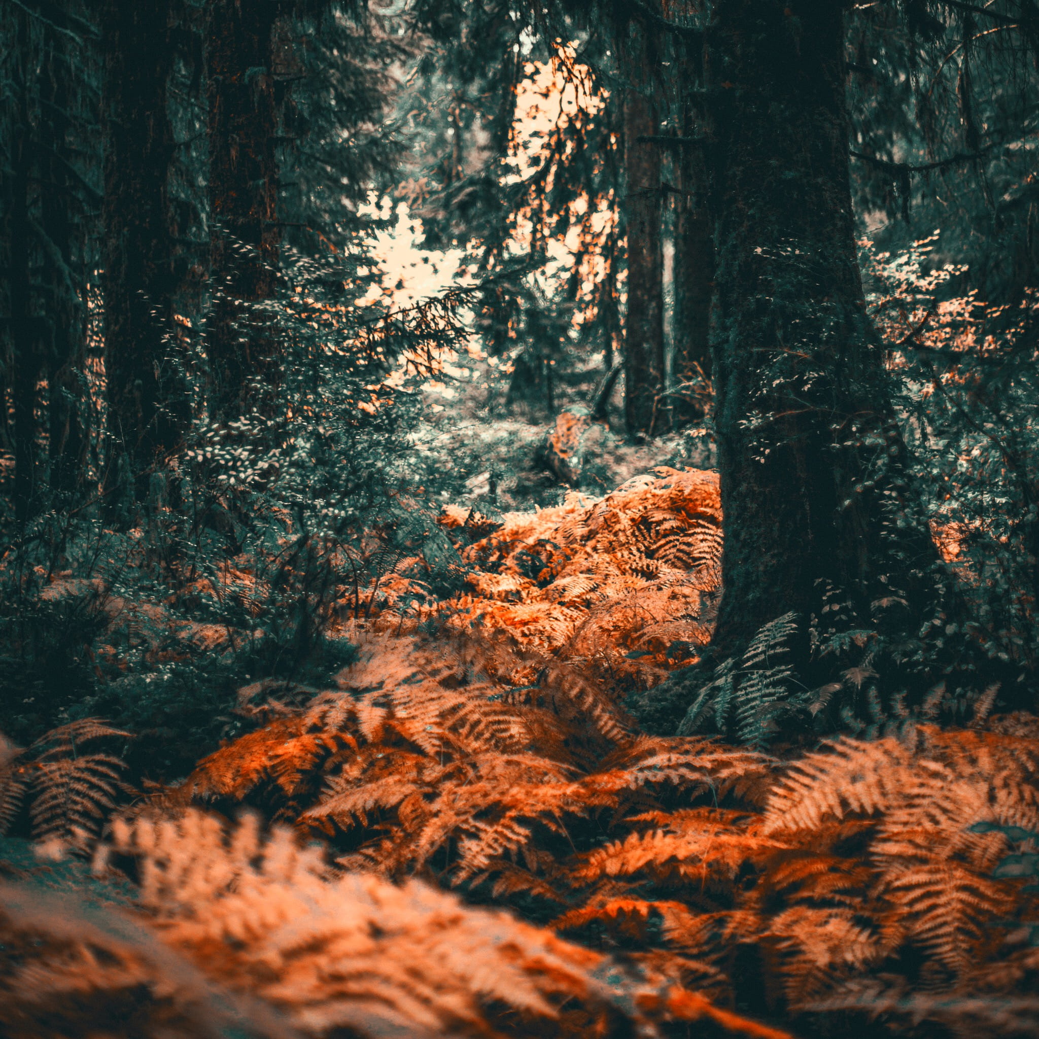 trees, forest, fall, bush, washington, national park, fall colors