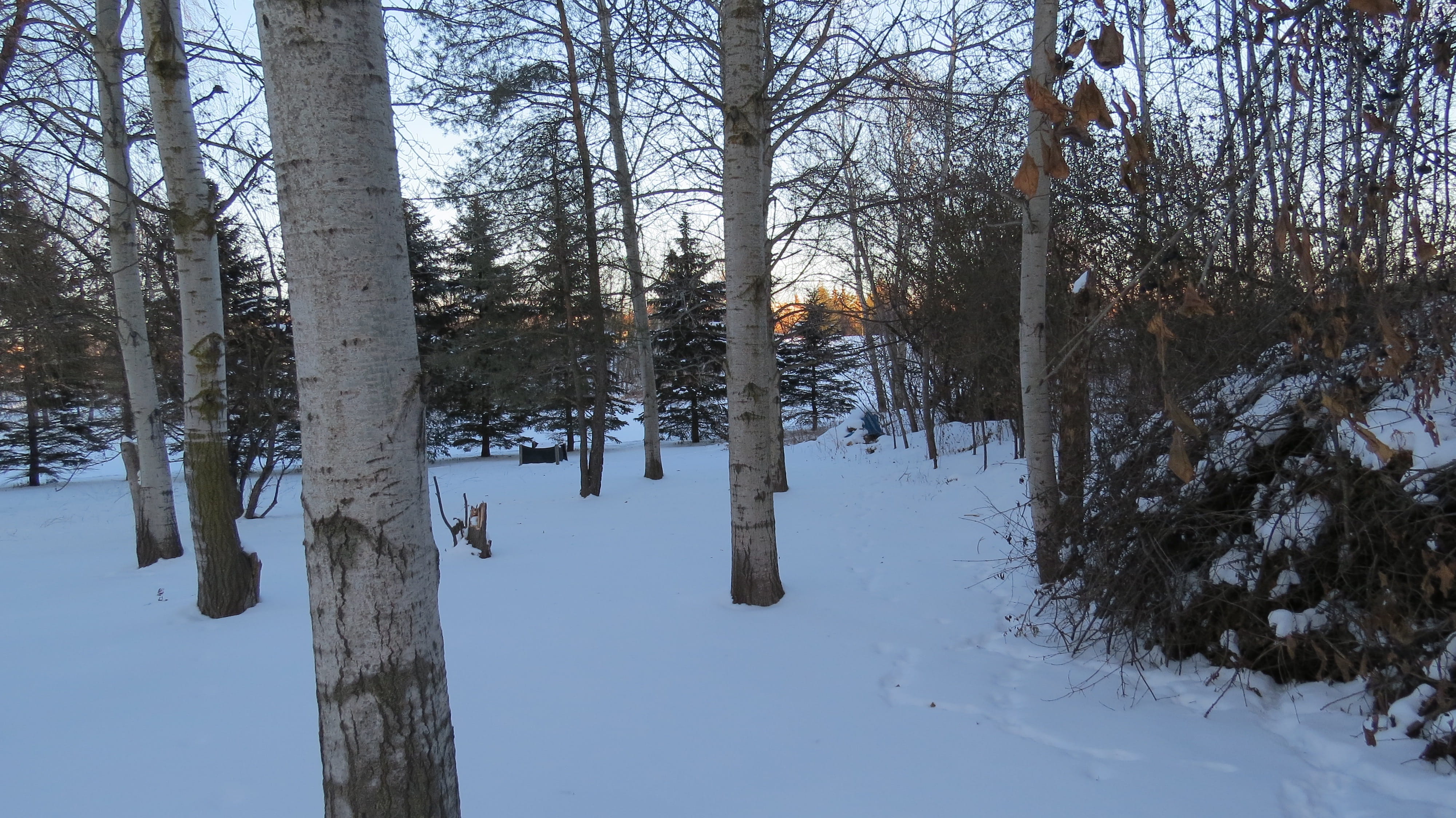 scenery, trees, snow, cold temperature, winter, plant, tree trunk