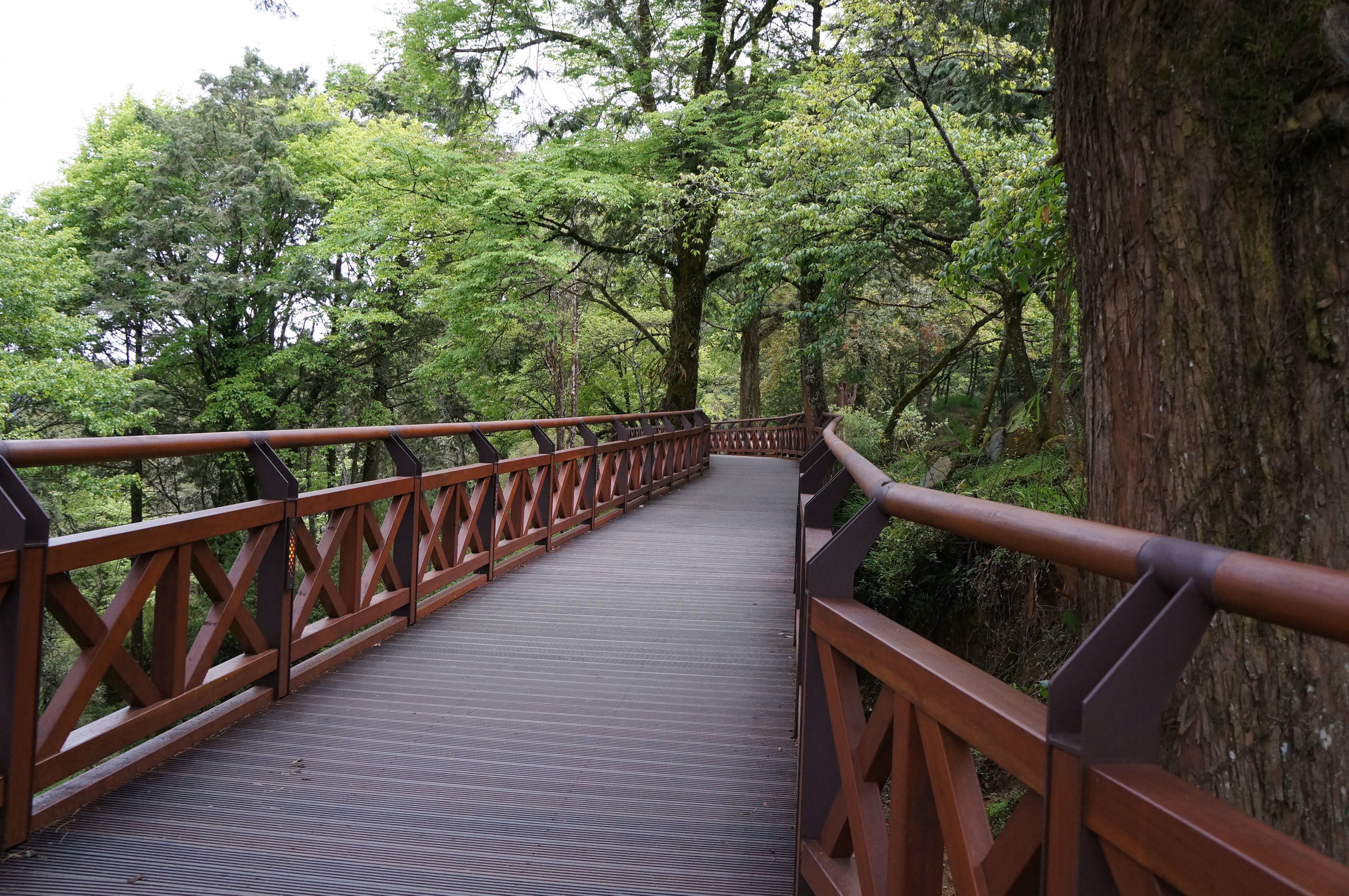 forest, tree, plant, railing, connection, bridge, the way forward