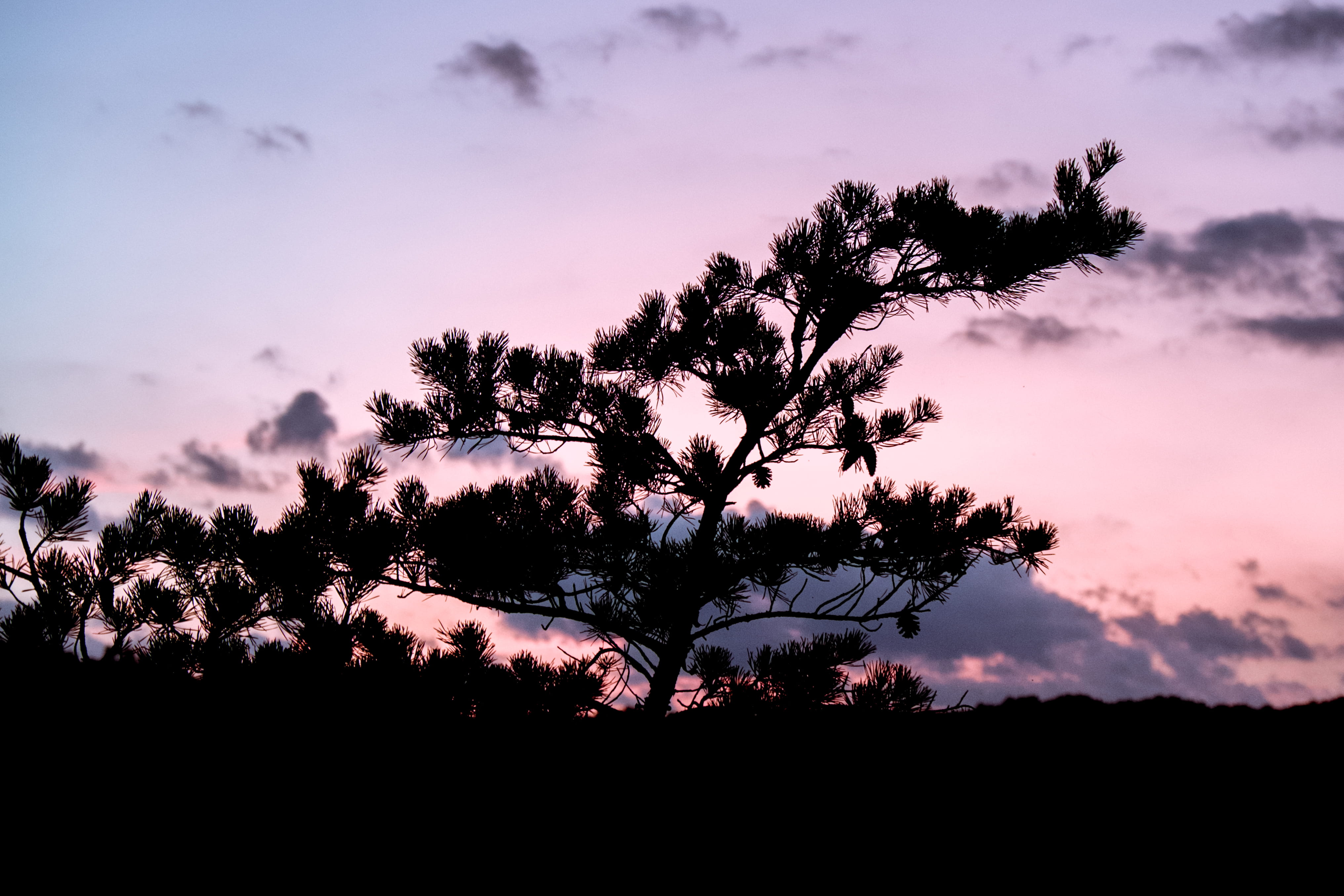 tree, silhouette, forest, pine, sunset, clouds, sky, plant