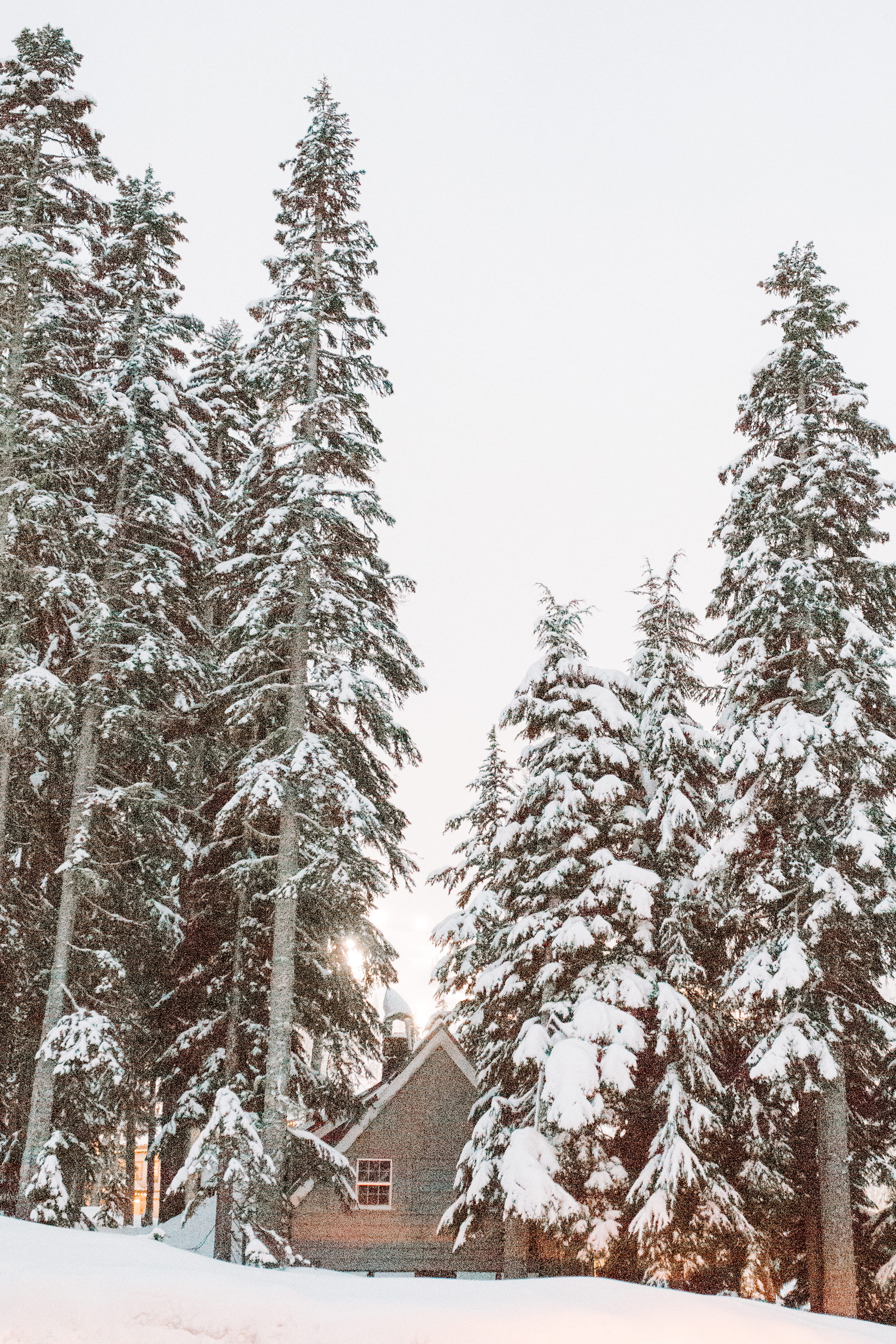 snowy mountain and pine tree, winter, cold temperature, plant