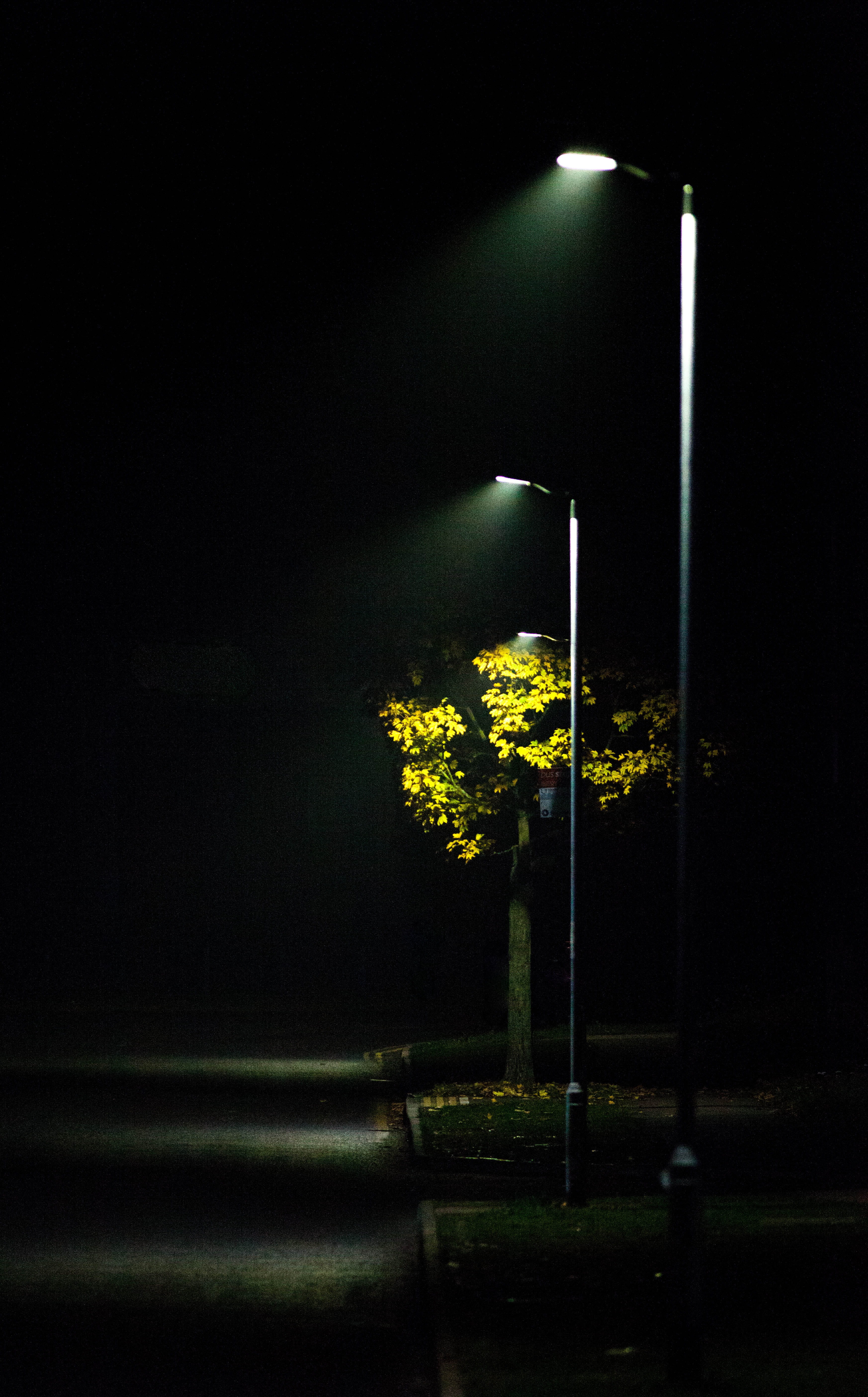 streetlight, mist, road light, scene, autumn, outdoor, night