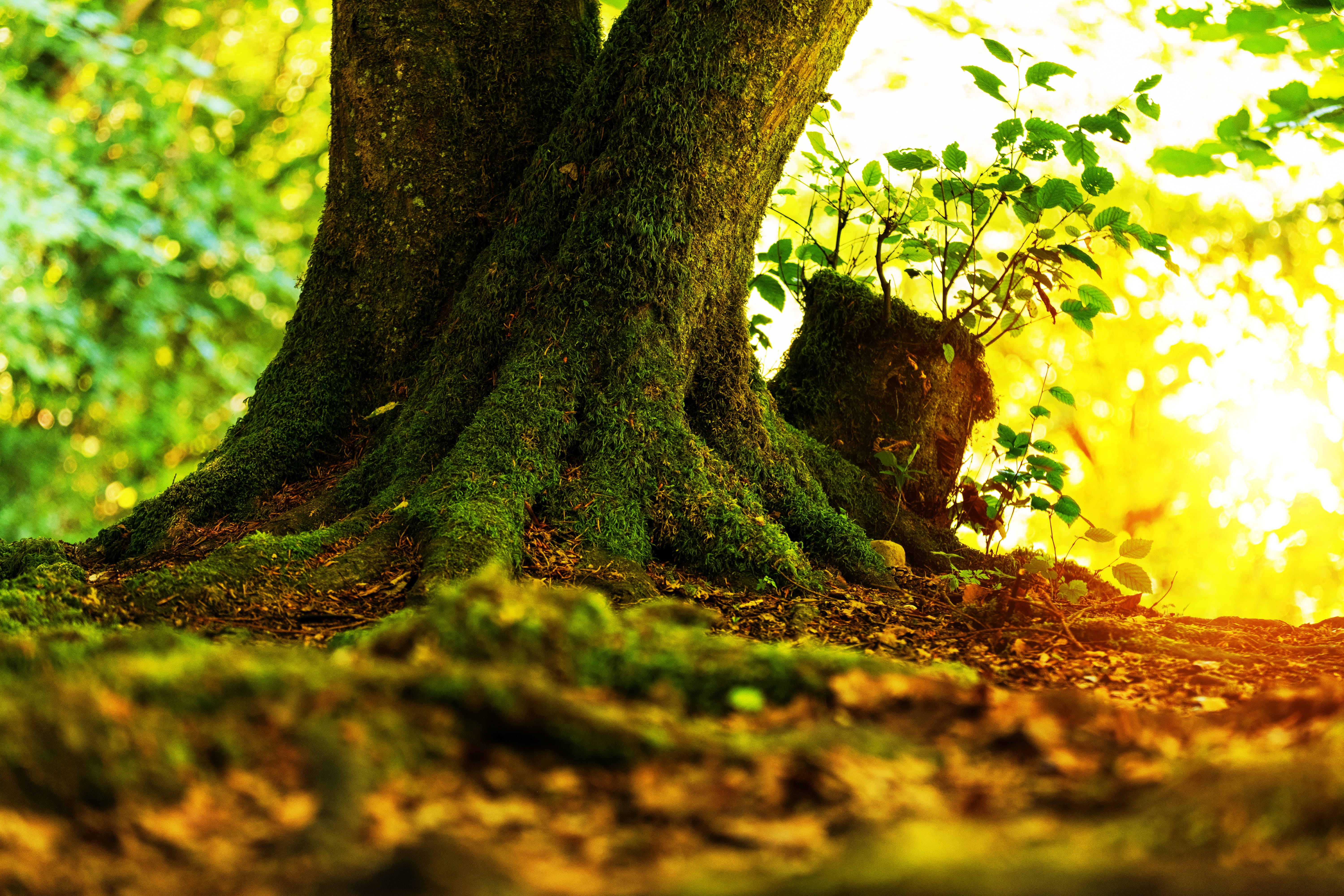 log, tree, tribe, moss, forest, nature, sun, sunbeam, light
