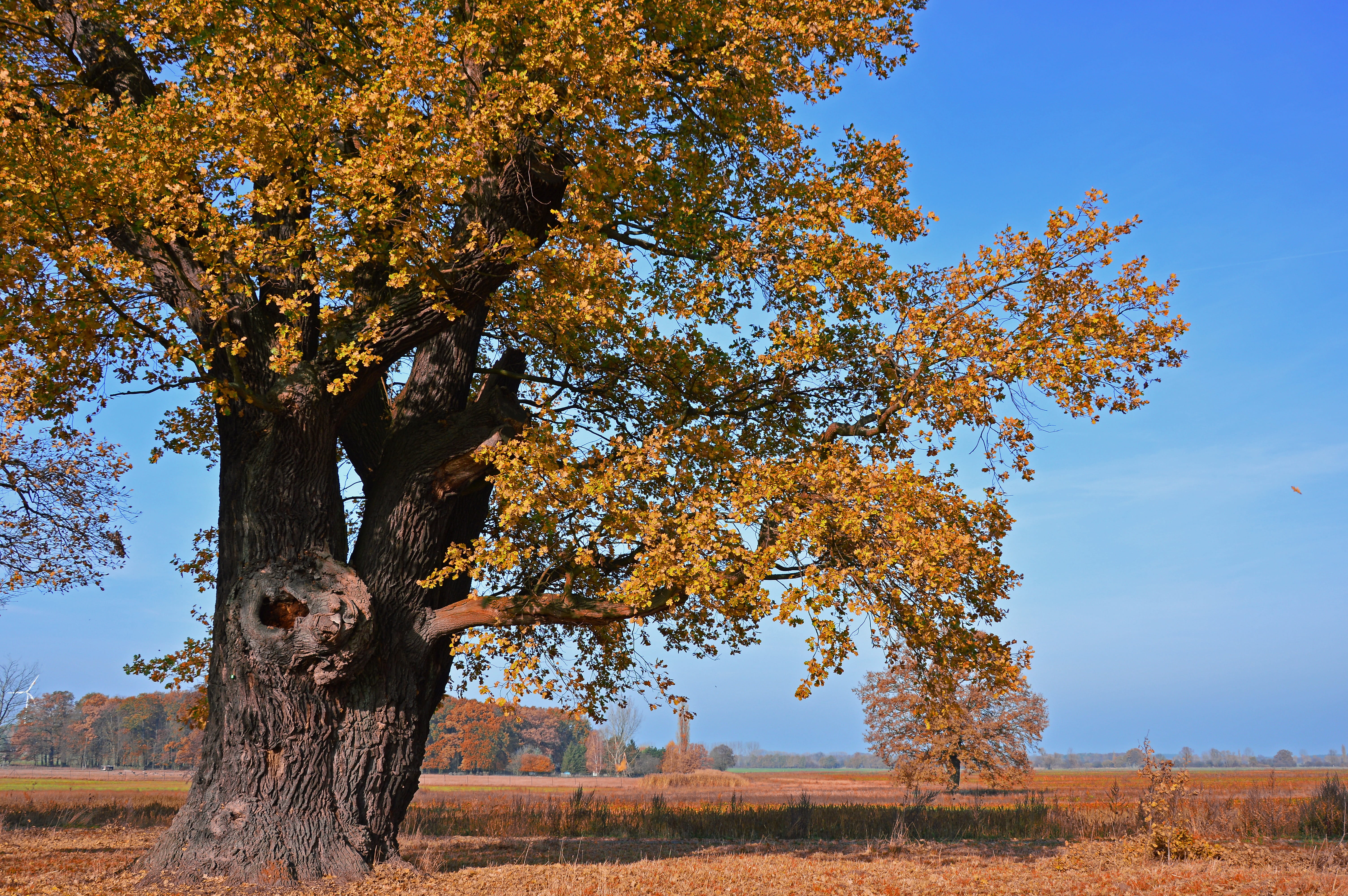 oak, tree, deciduous tree, old, centuries, autumn, autumn colours