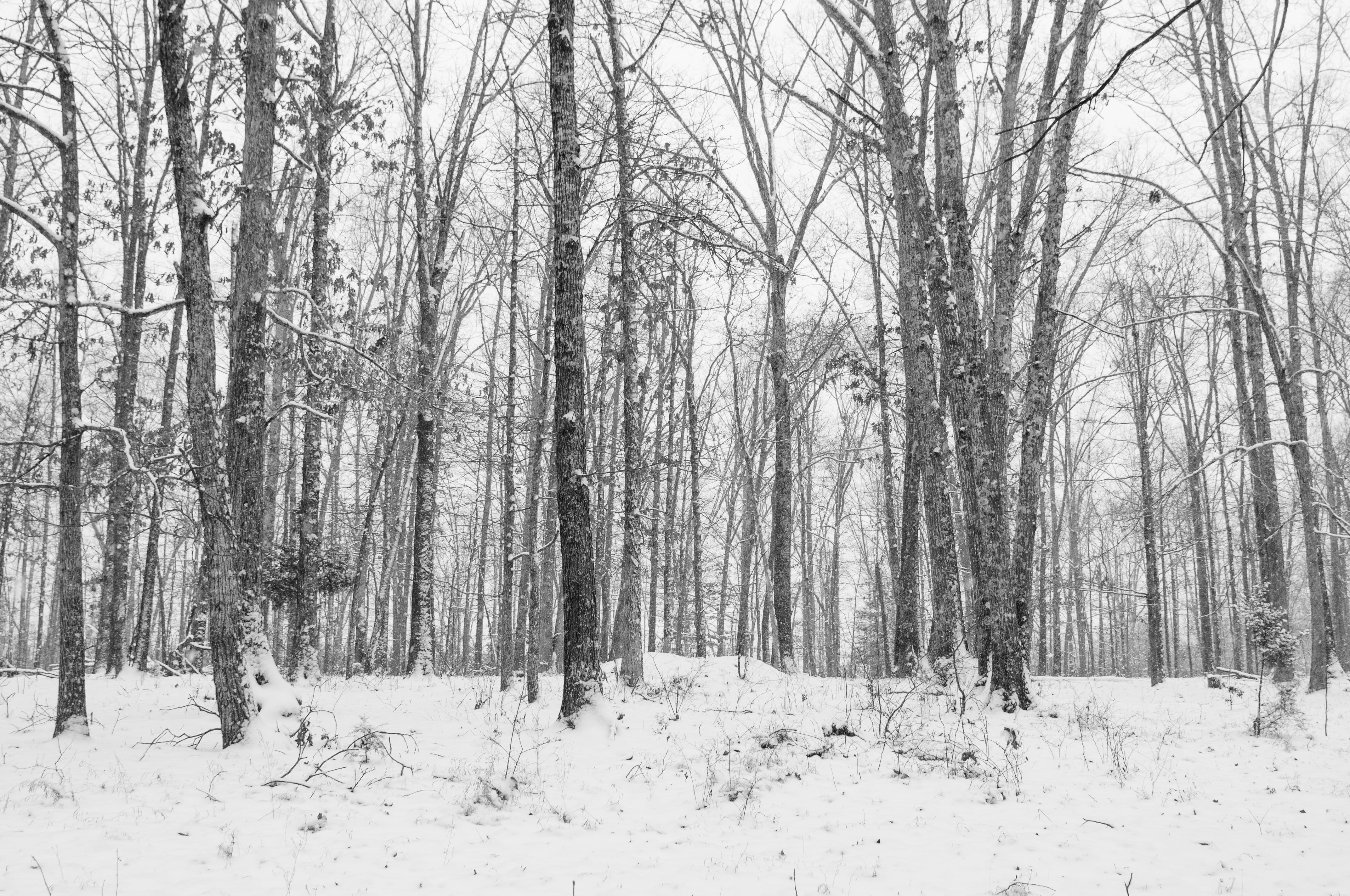 trees, forest, snow, winter, woods, land, cold temperature