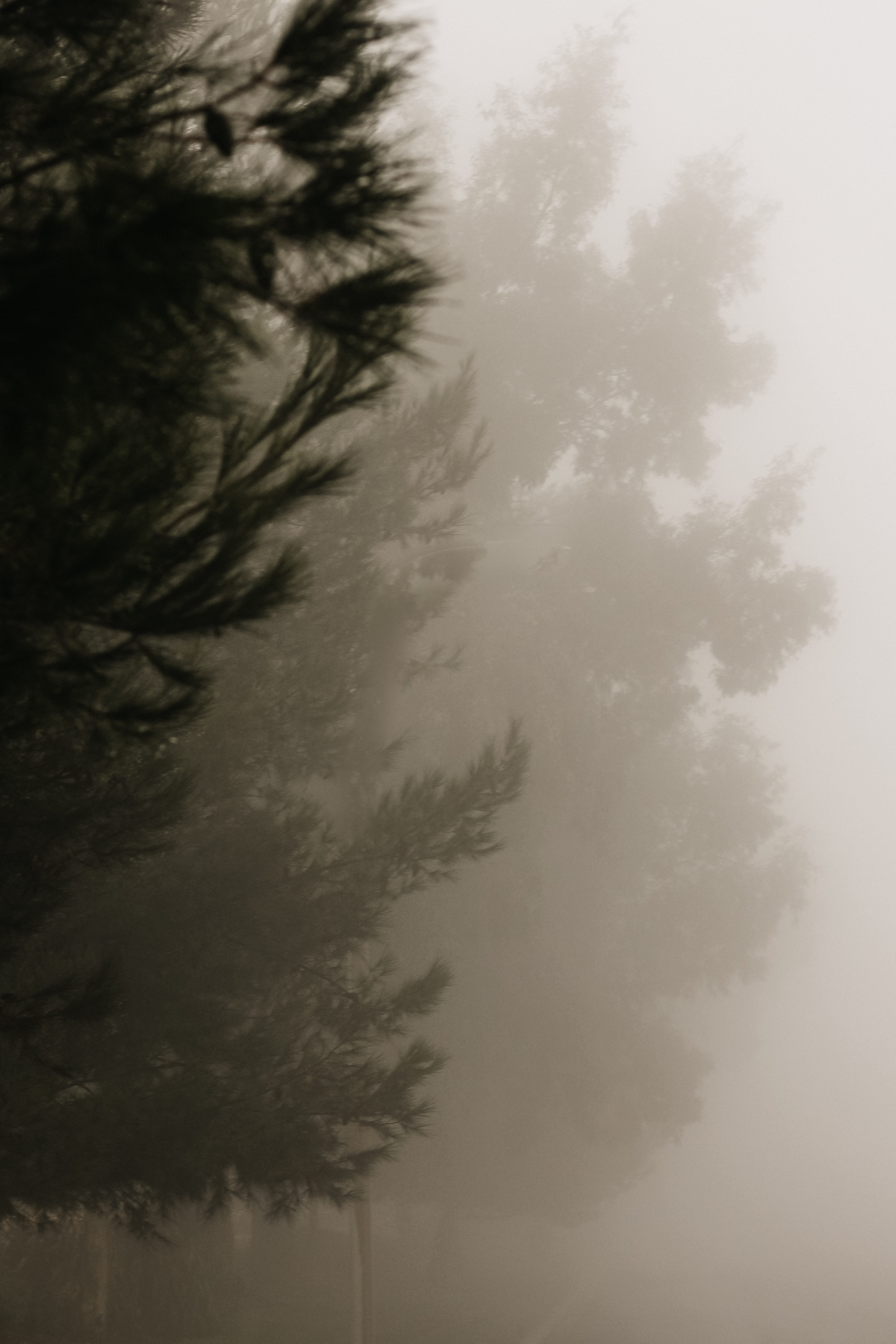 tree, plant, no people, sky, nature, tranquility, cloud - sky