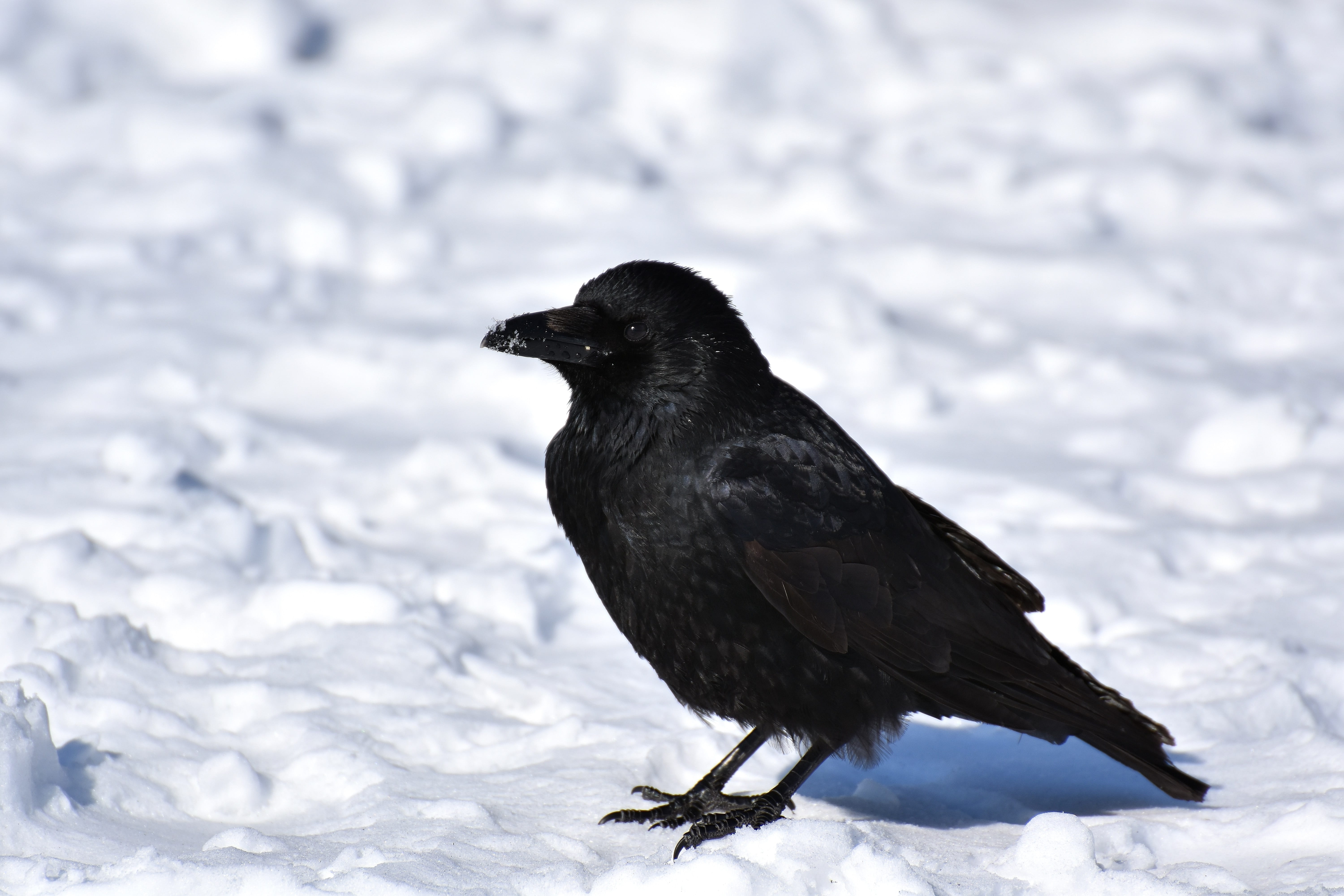 Free download | HD wallpaper: common raven, snow, winter, cold, raven ...