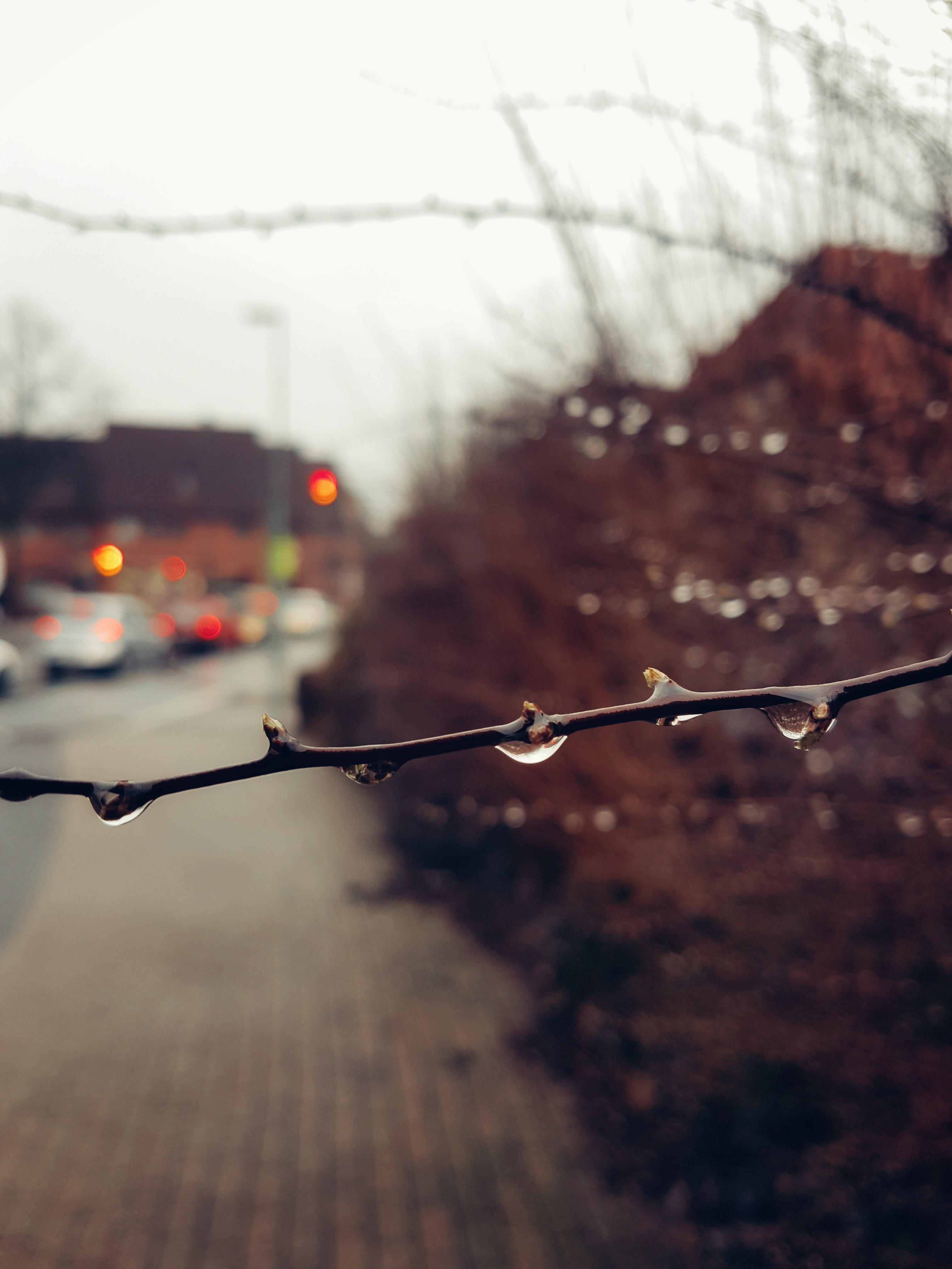 celle, germany, drop, limb, focus on foreground, wet, water
