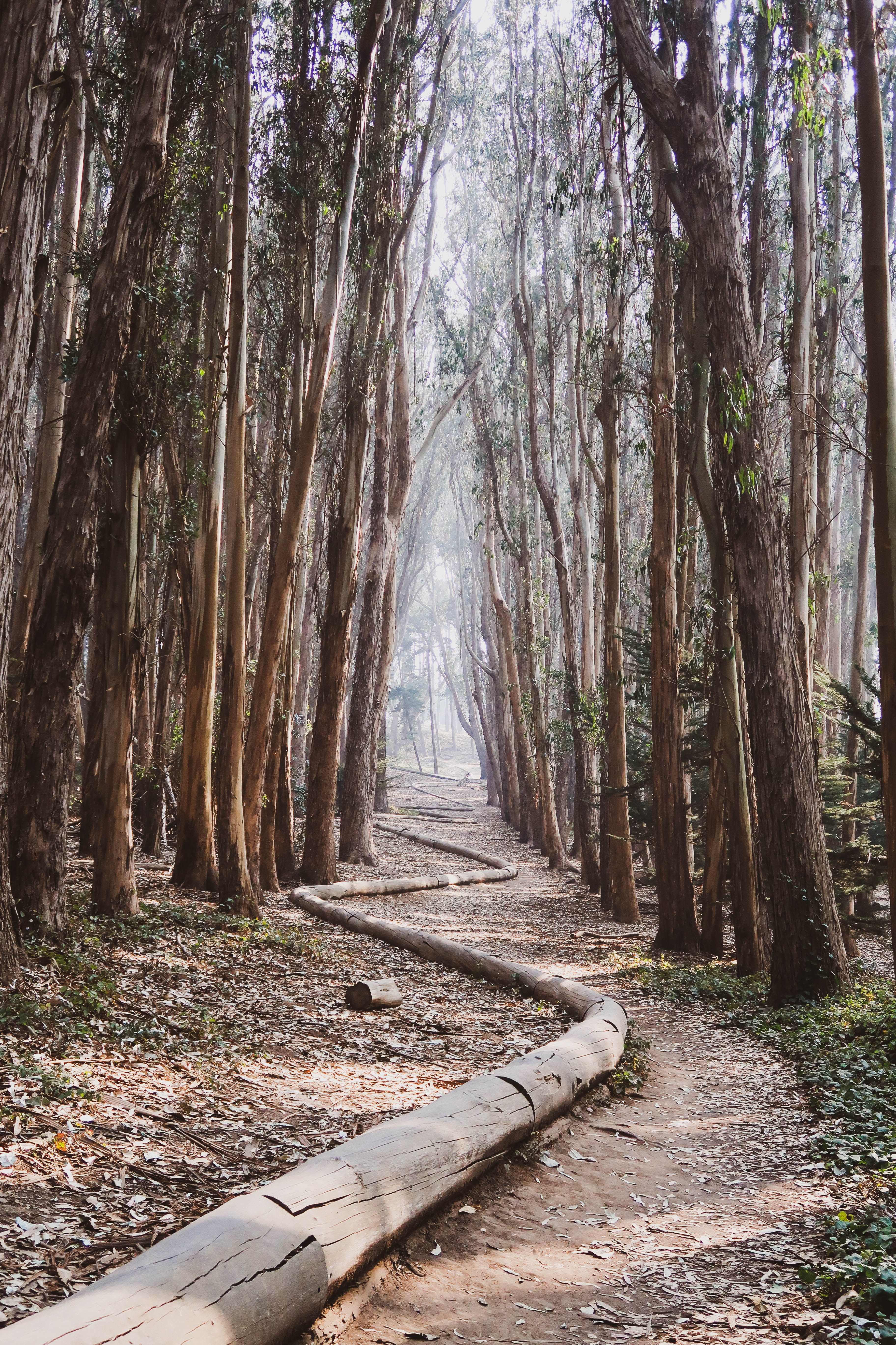 brown trees, plant, direction, tree trunk, the way forward, forest