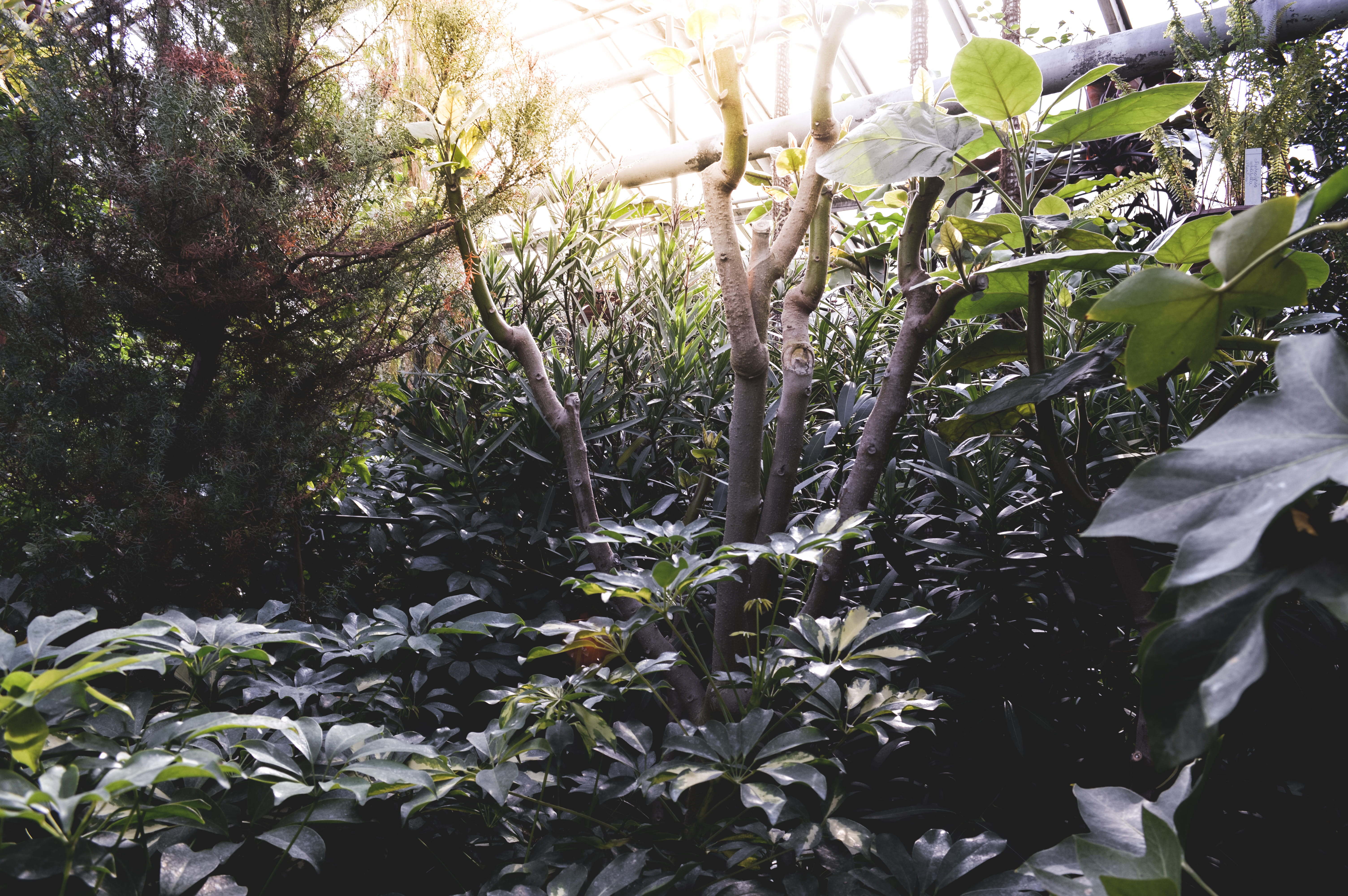 bilogy, forest, wild, gree, plands, tree, leaf, eco, dendrarium