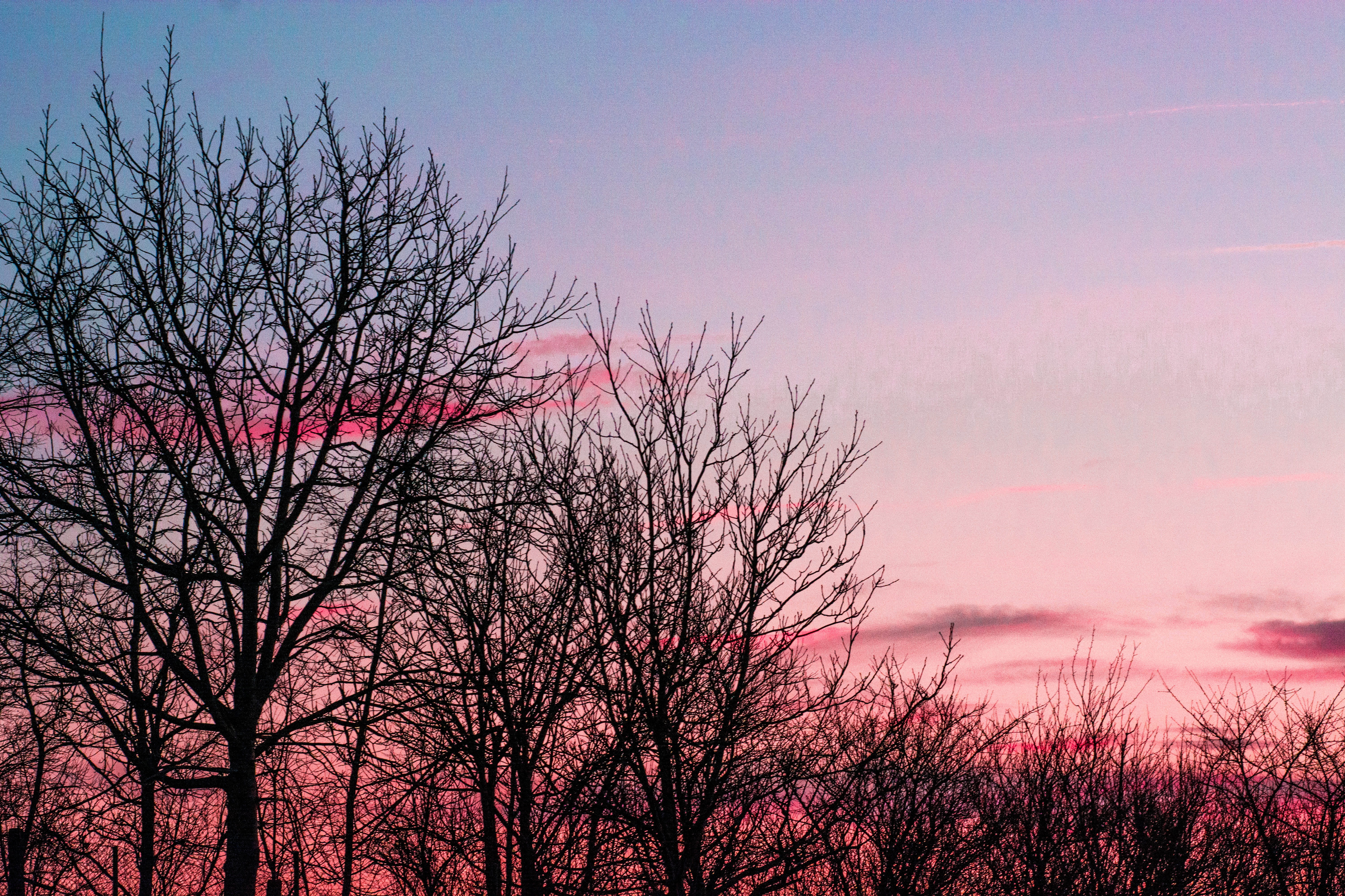 romania, alba iulia, sunset, red sky, trees, forest, pink sky
