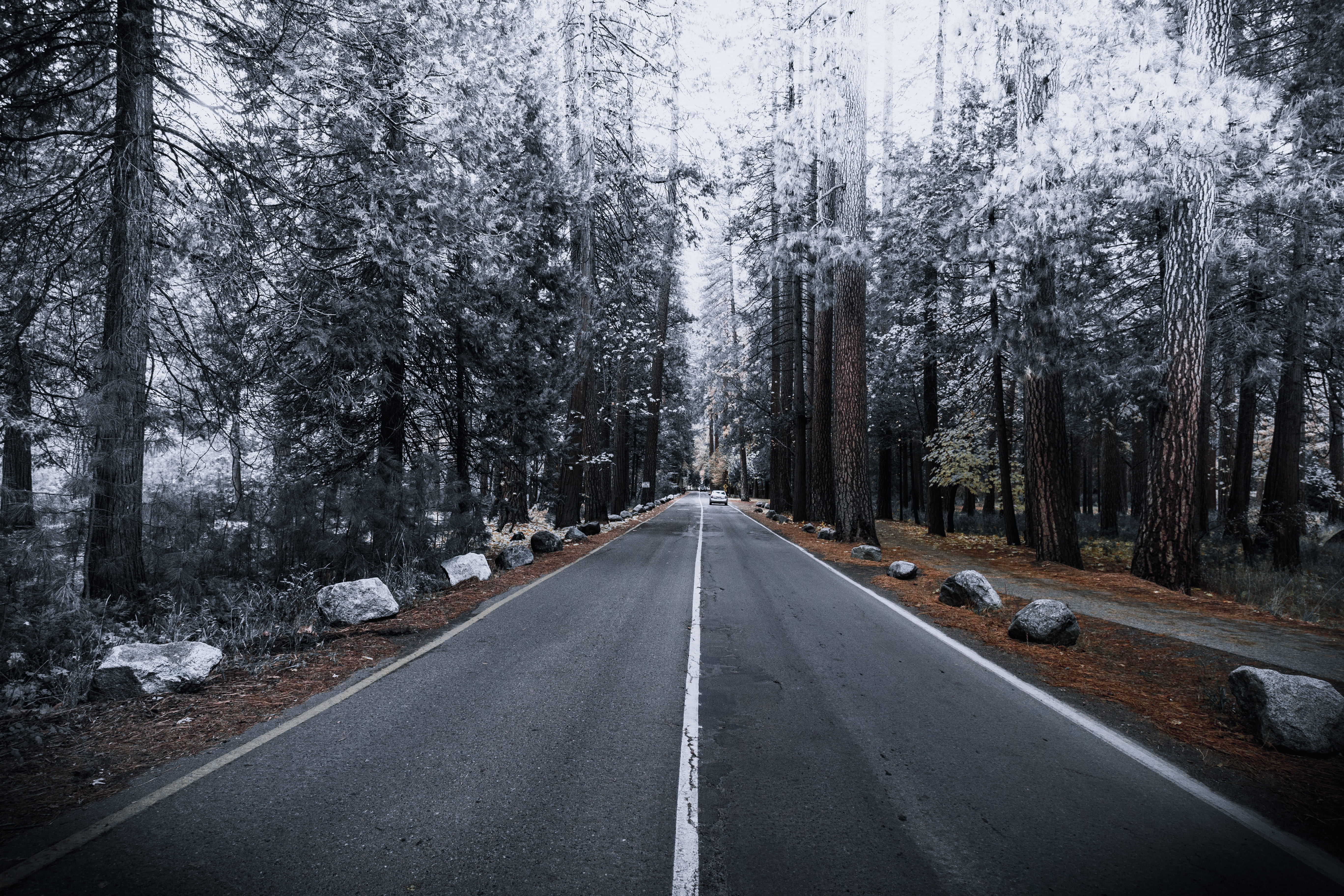 concrete road between forest, tree, rock, car, highway, pine tree