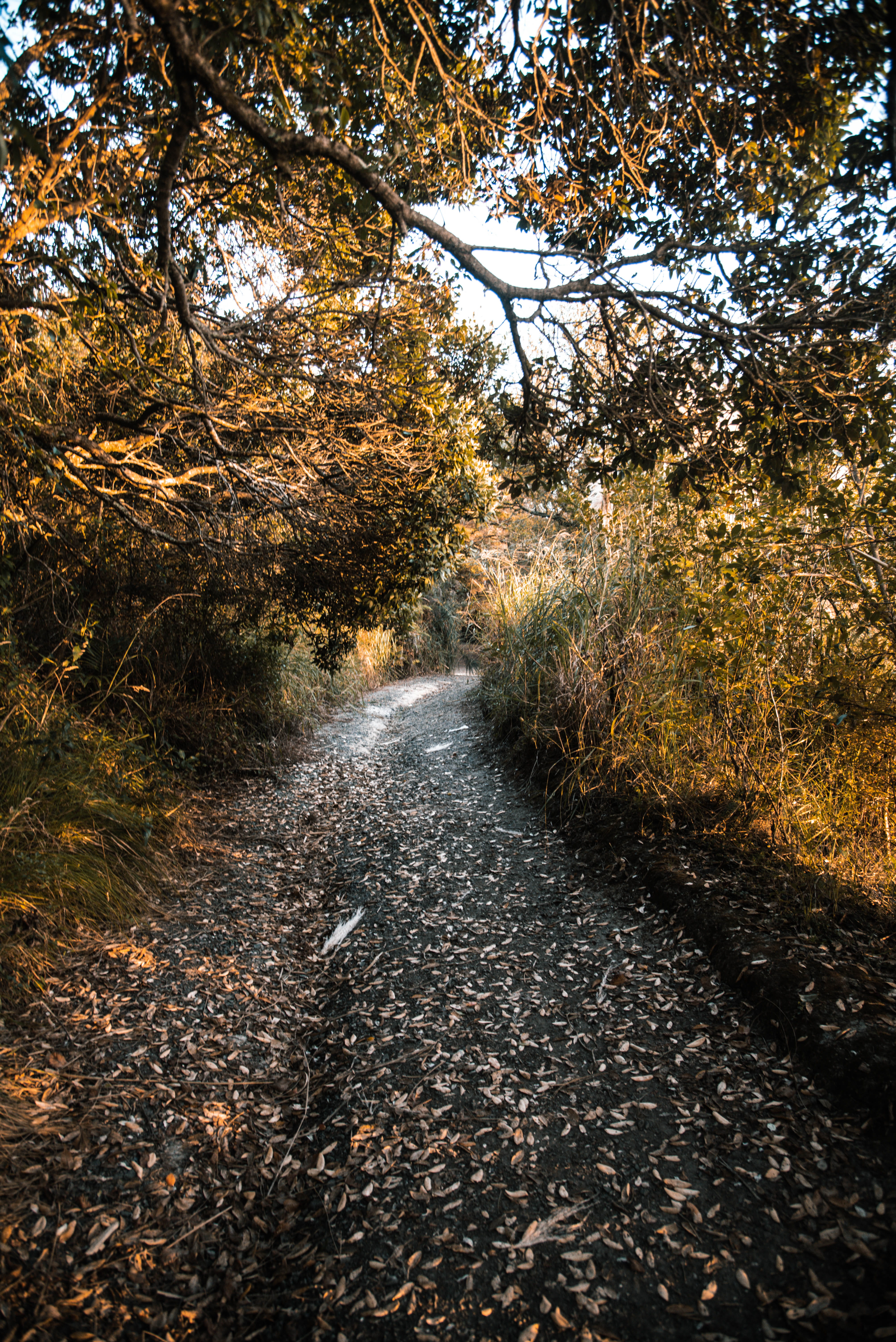 pathway between bushes, plant, tree, the way forward, direction