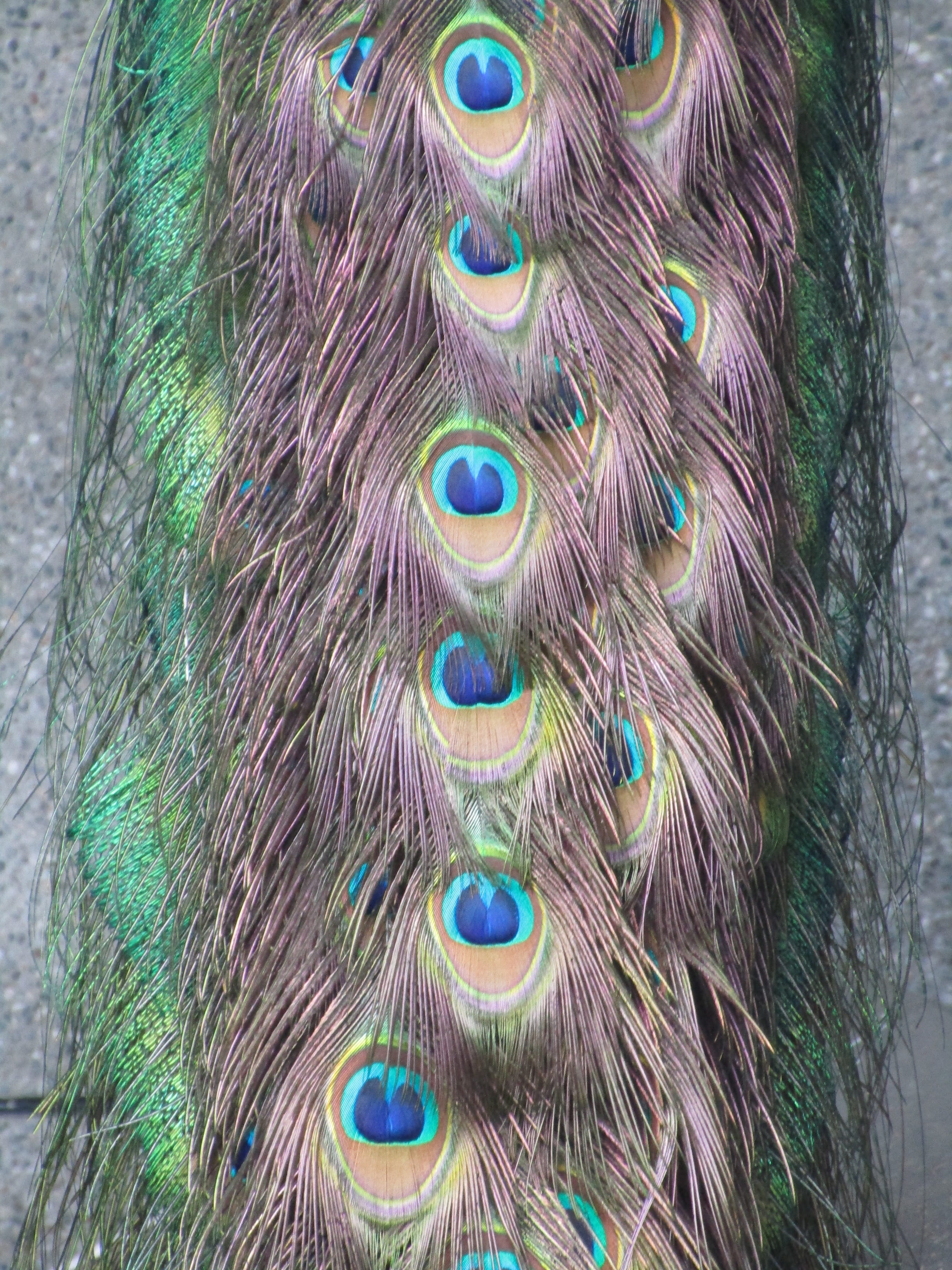 peacock, bird, pattern, peacock feather, multi colored, close-up