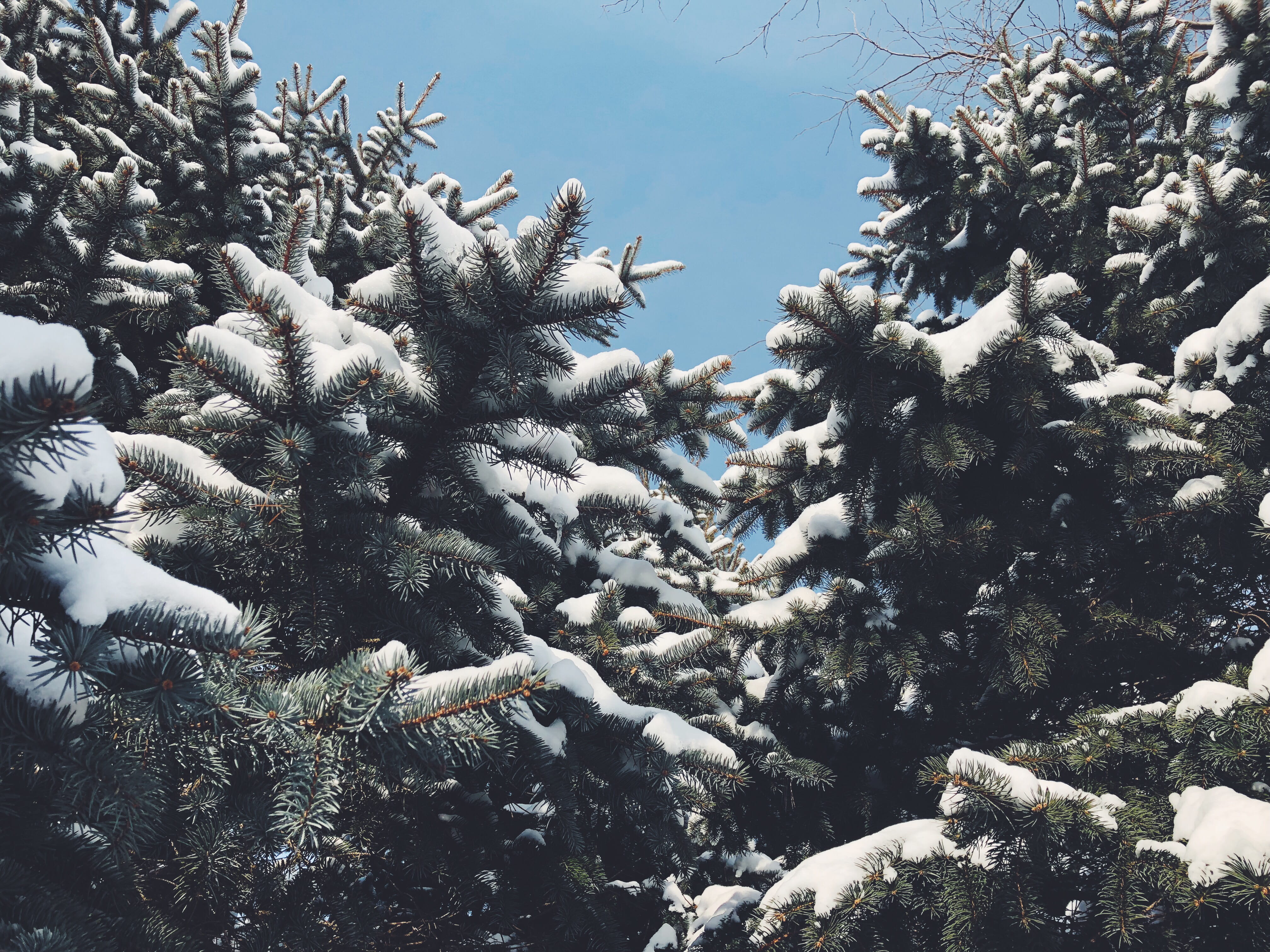 tree, pine, pine trees, snow, blue, blue sky, ice, cold, winter