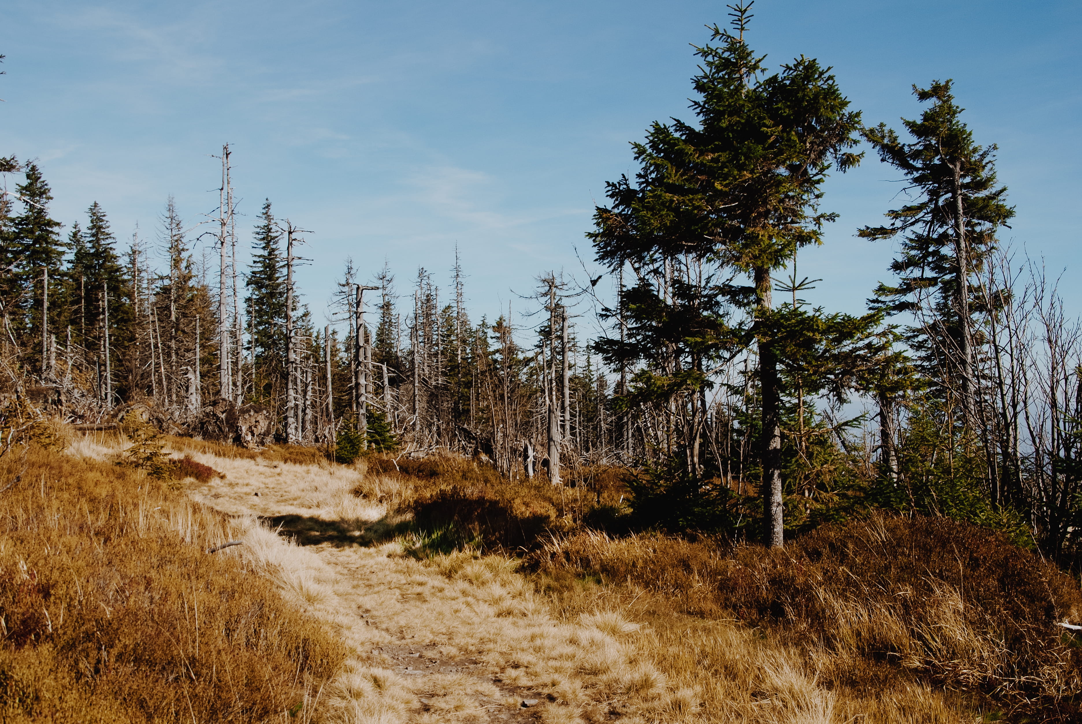 poland, plant, tree, sky, tranquility, tranquil scene, forest