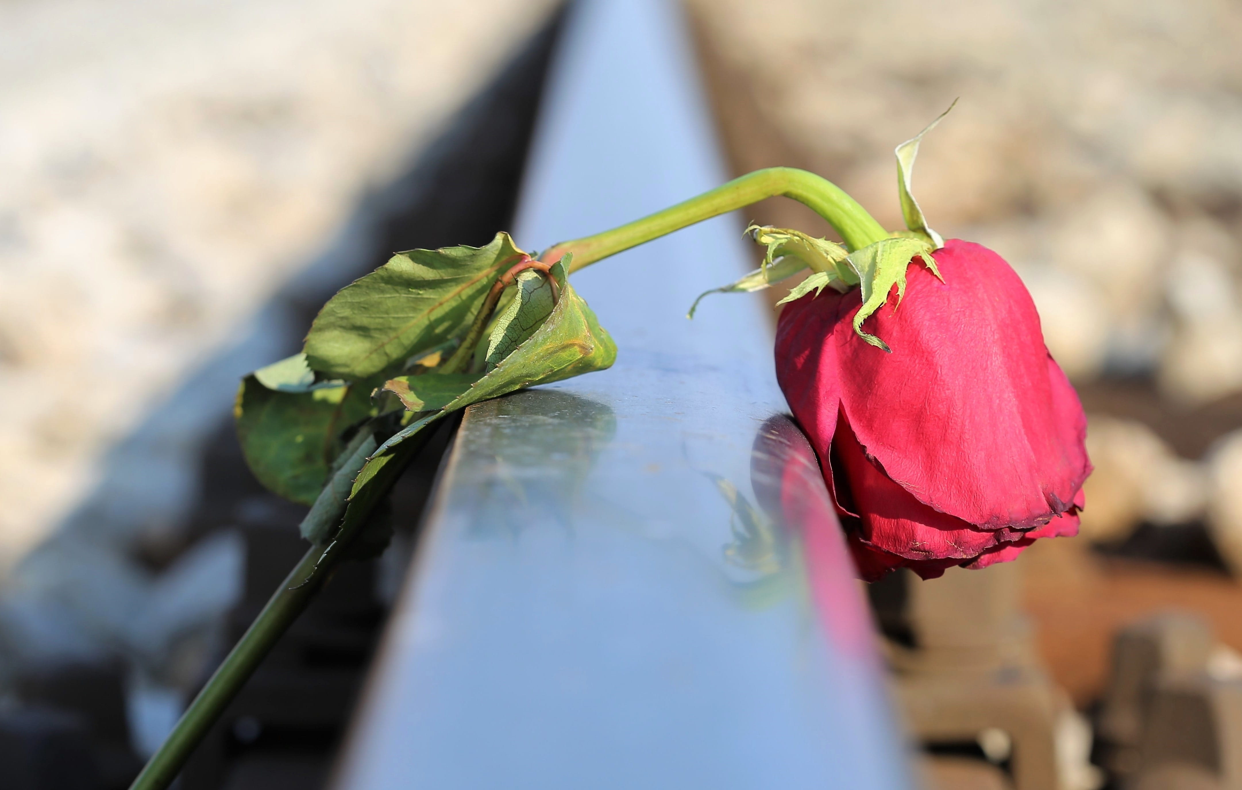 sad red rose, railway, lost love, touching, loving memory, tragedy