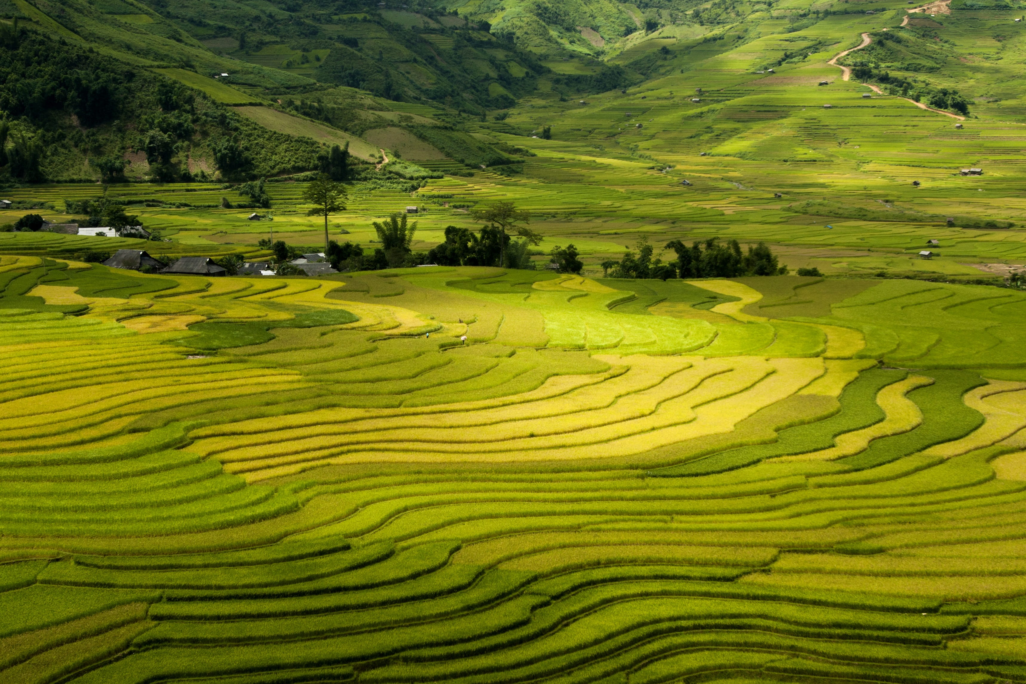 terraces, tay bac, vietnam, sapa, mu cang chai, lao cai, travel