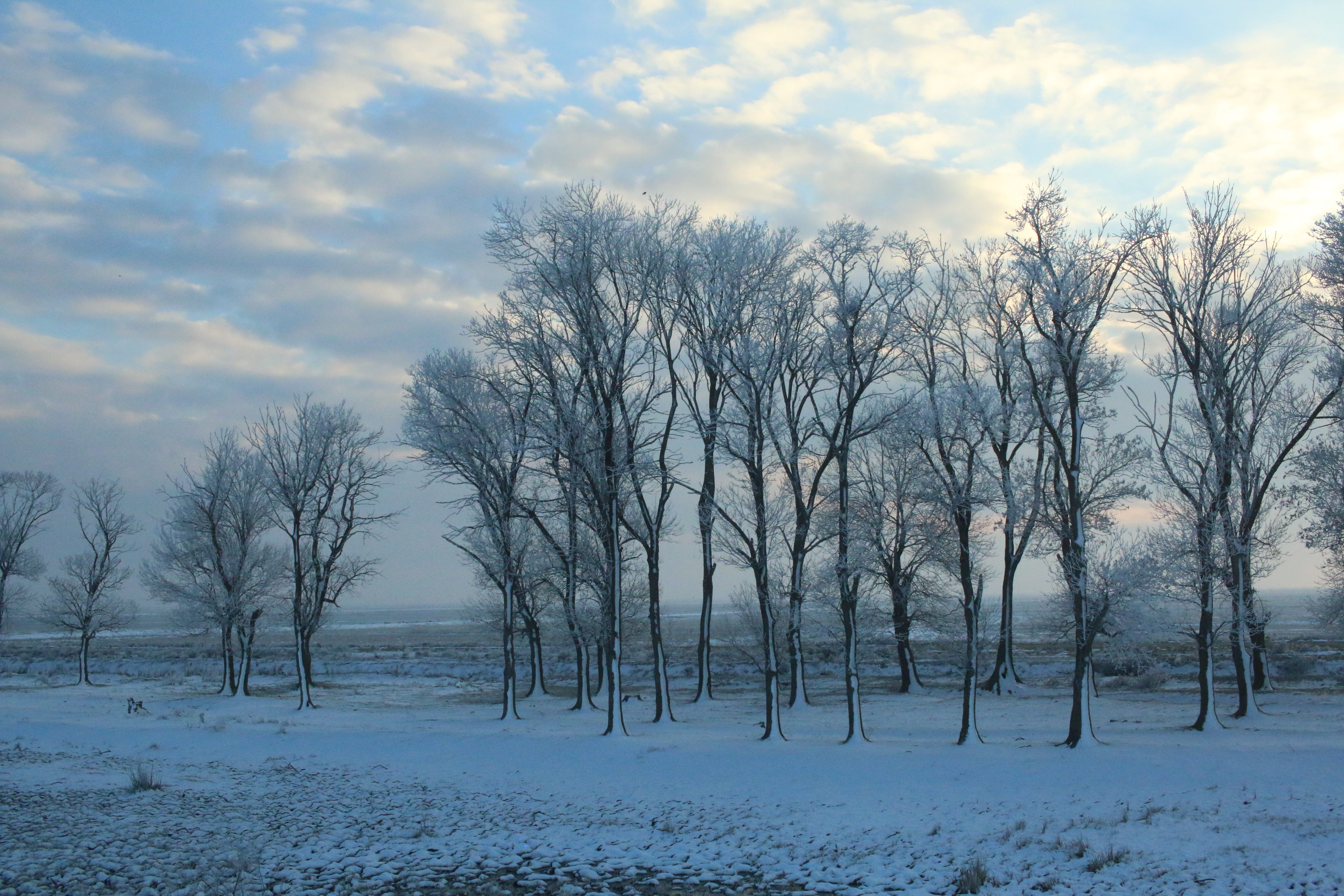 snow, trees, forest, cold, cold temperature, winter, sky, bare tree