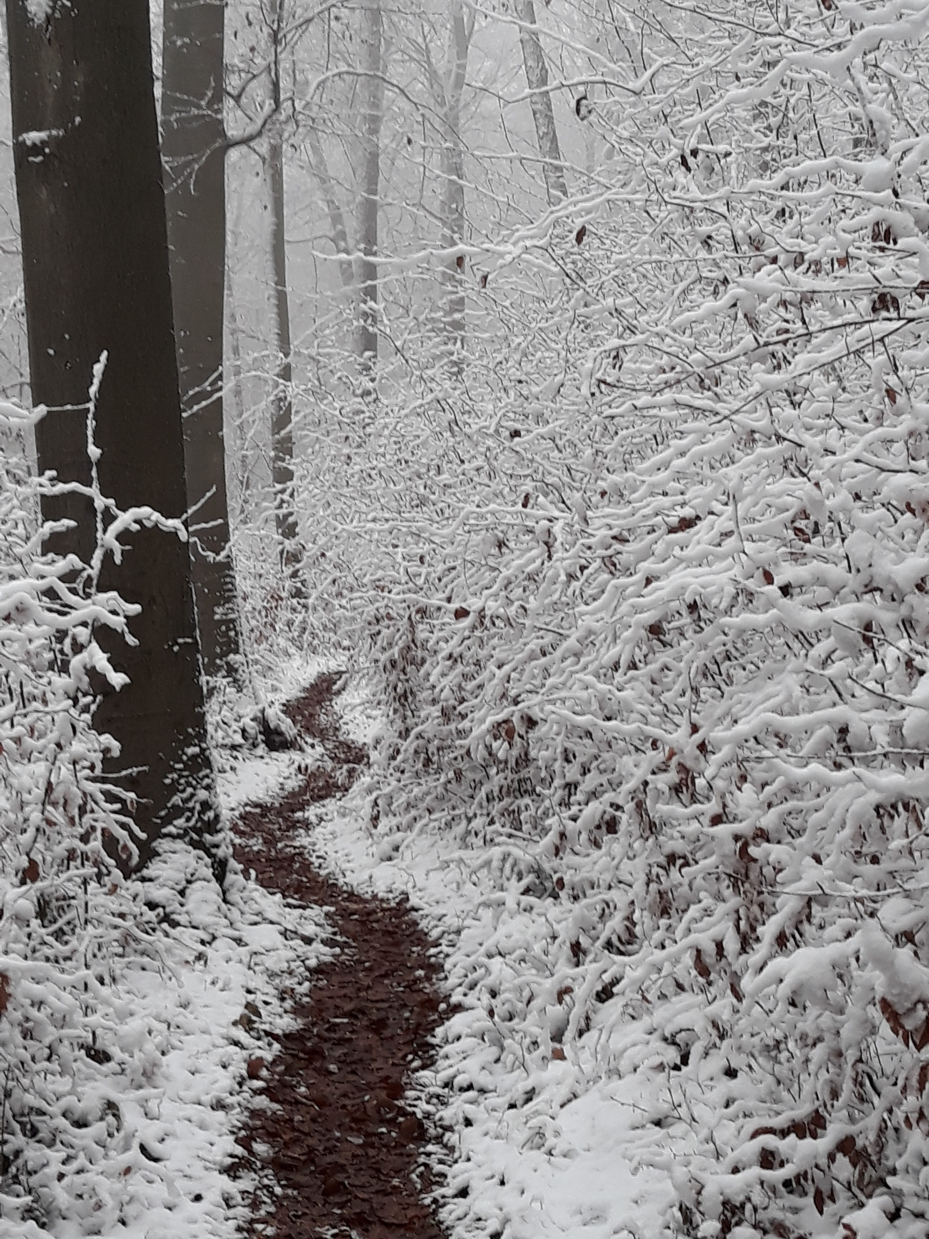 winter, snow, forest, path, cold temperature, tree, plant, nature