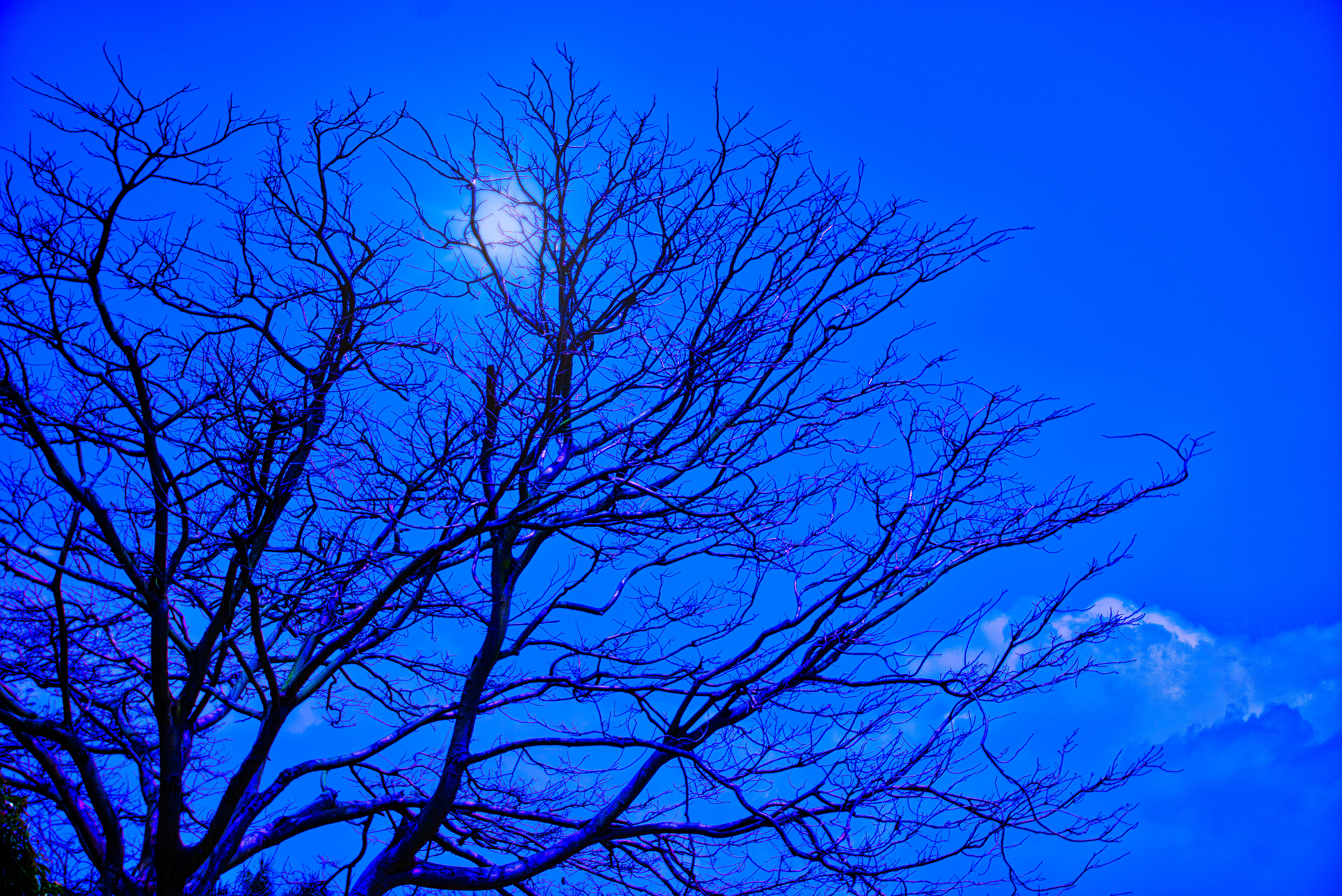 blue, sky, tree, branches, night, bare tree, no people, low angle view