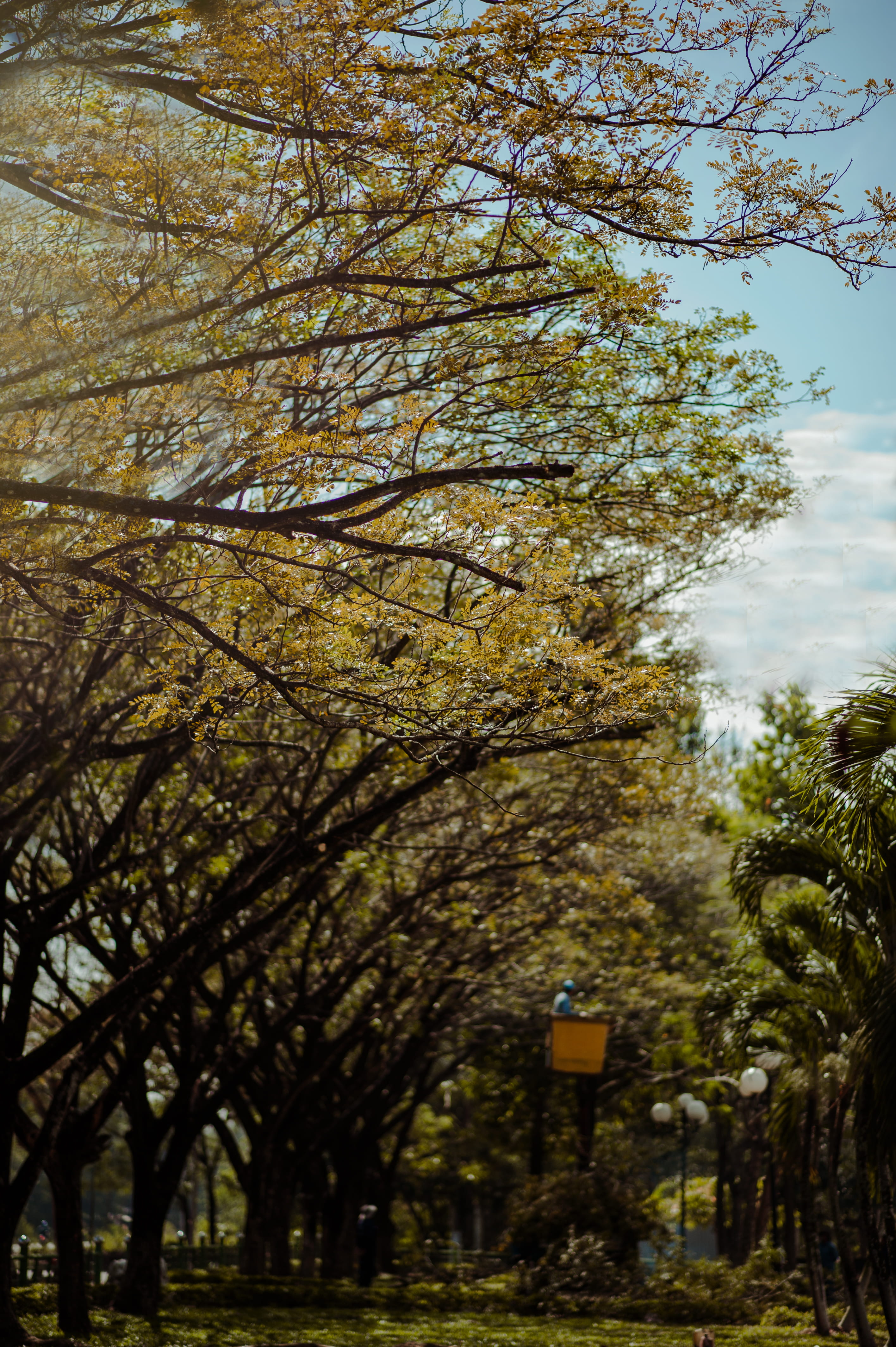 Brown Leafed Trees, branches, clouds, daylight, environment, forest