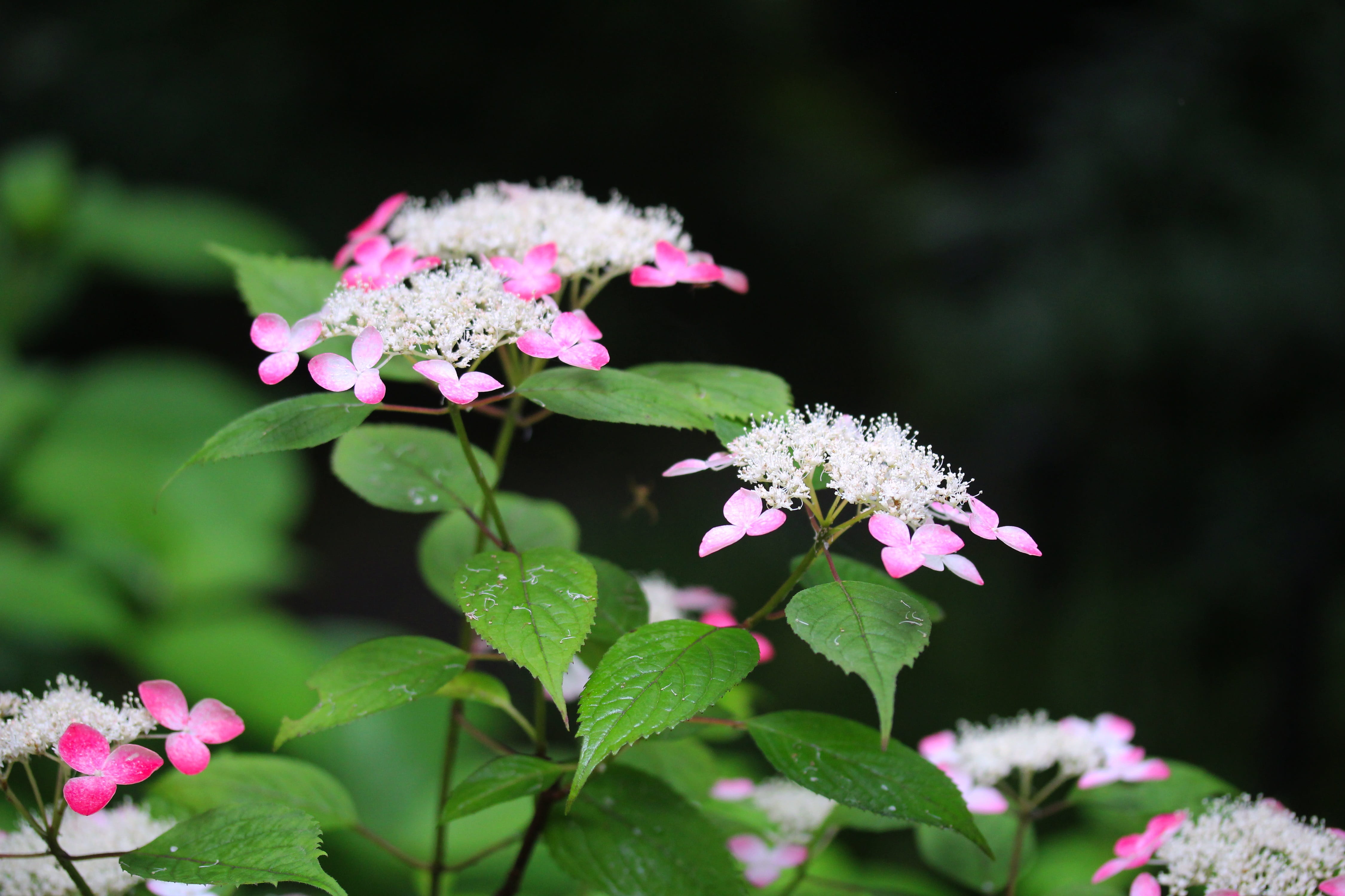 hydrangea, flowers, hydrangea flowers, red, 山紫陽花, mountain hydrangea