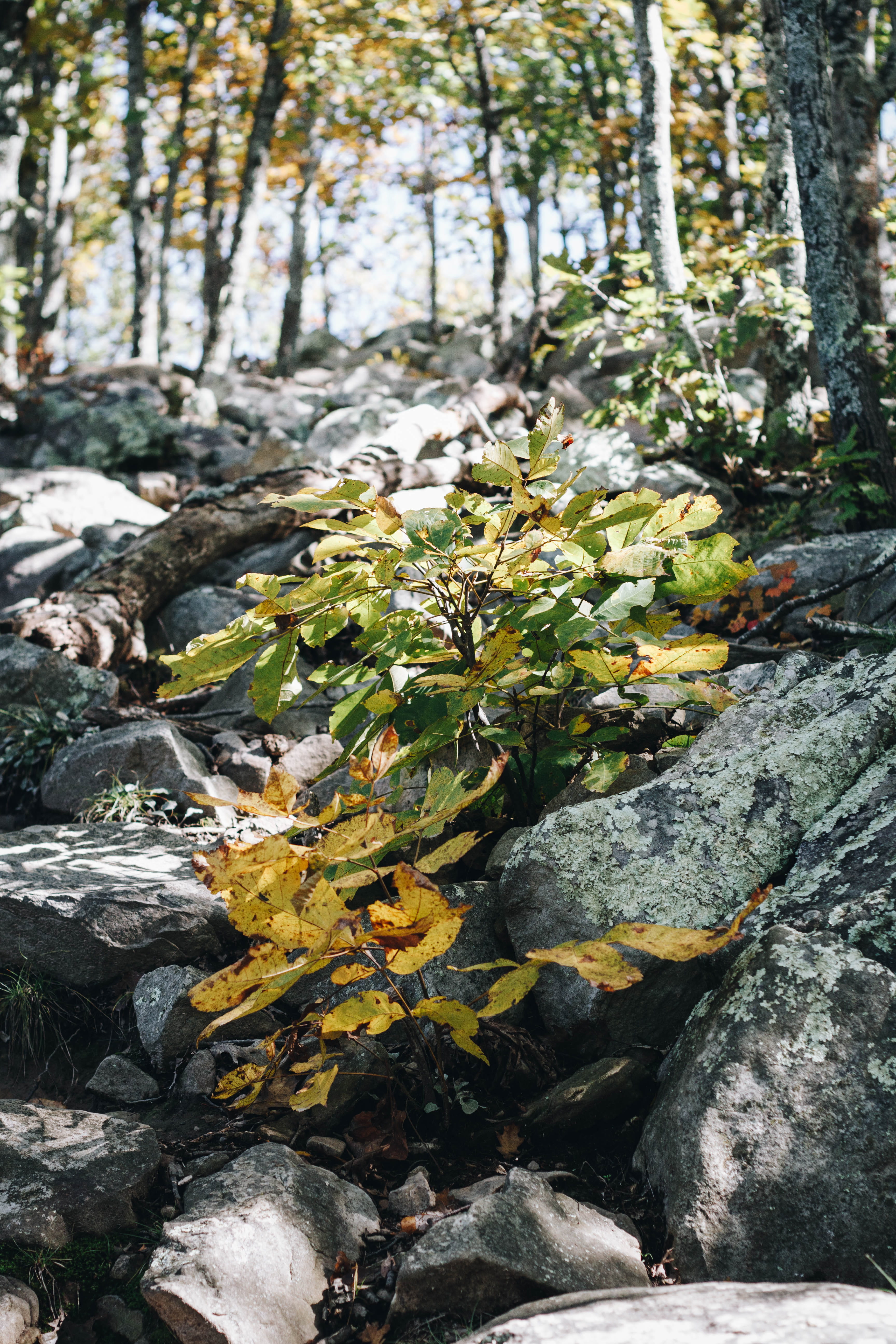 leaf, plant, tree, ground, tree trunk, slate, rock, rubble