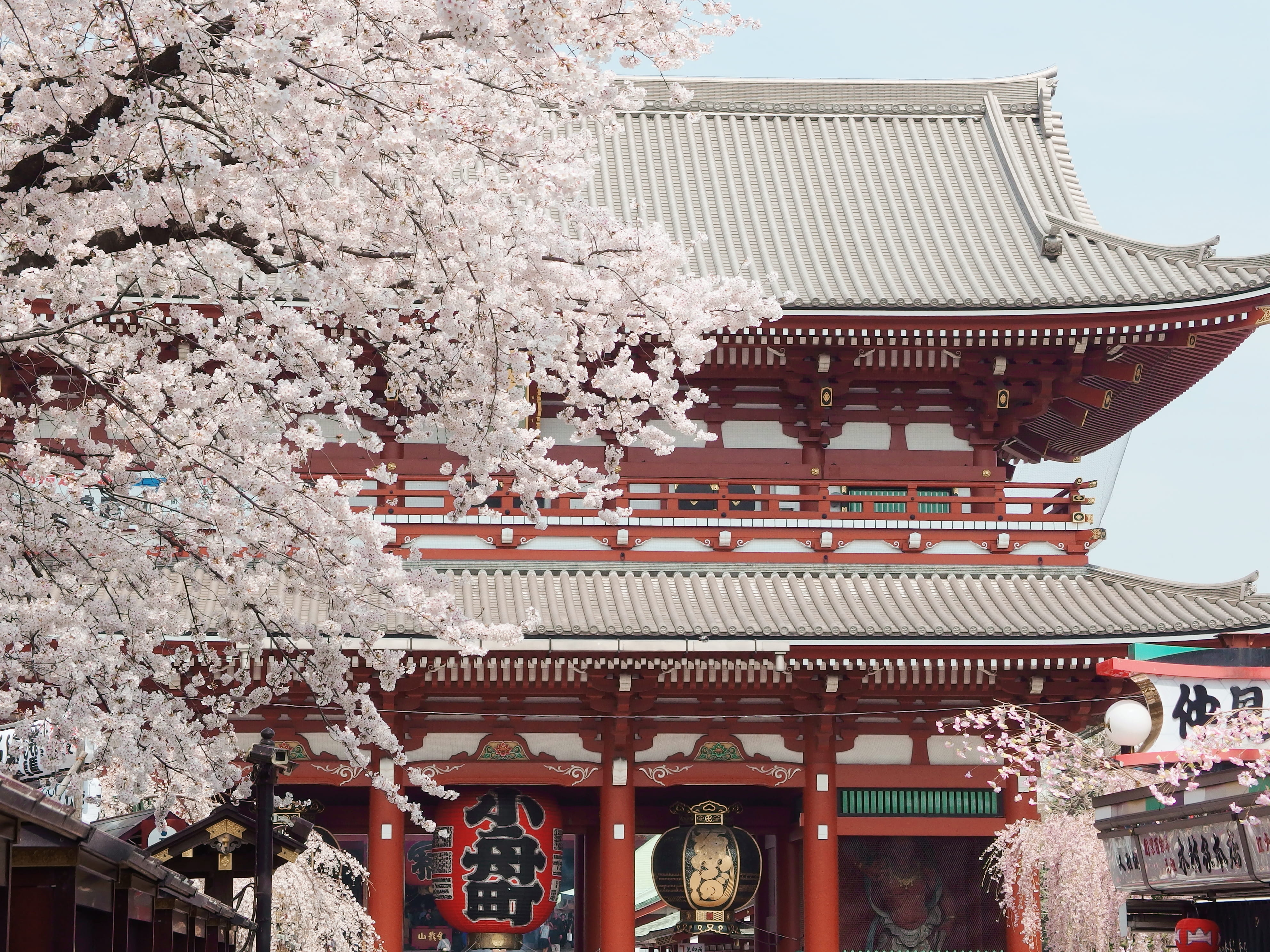 japan, taitō-ku, sensō-ji, blossoms, flowers, pink, cherry blossoms
