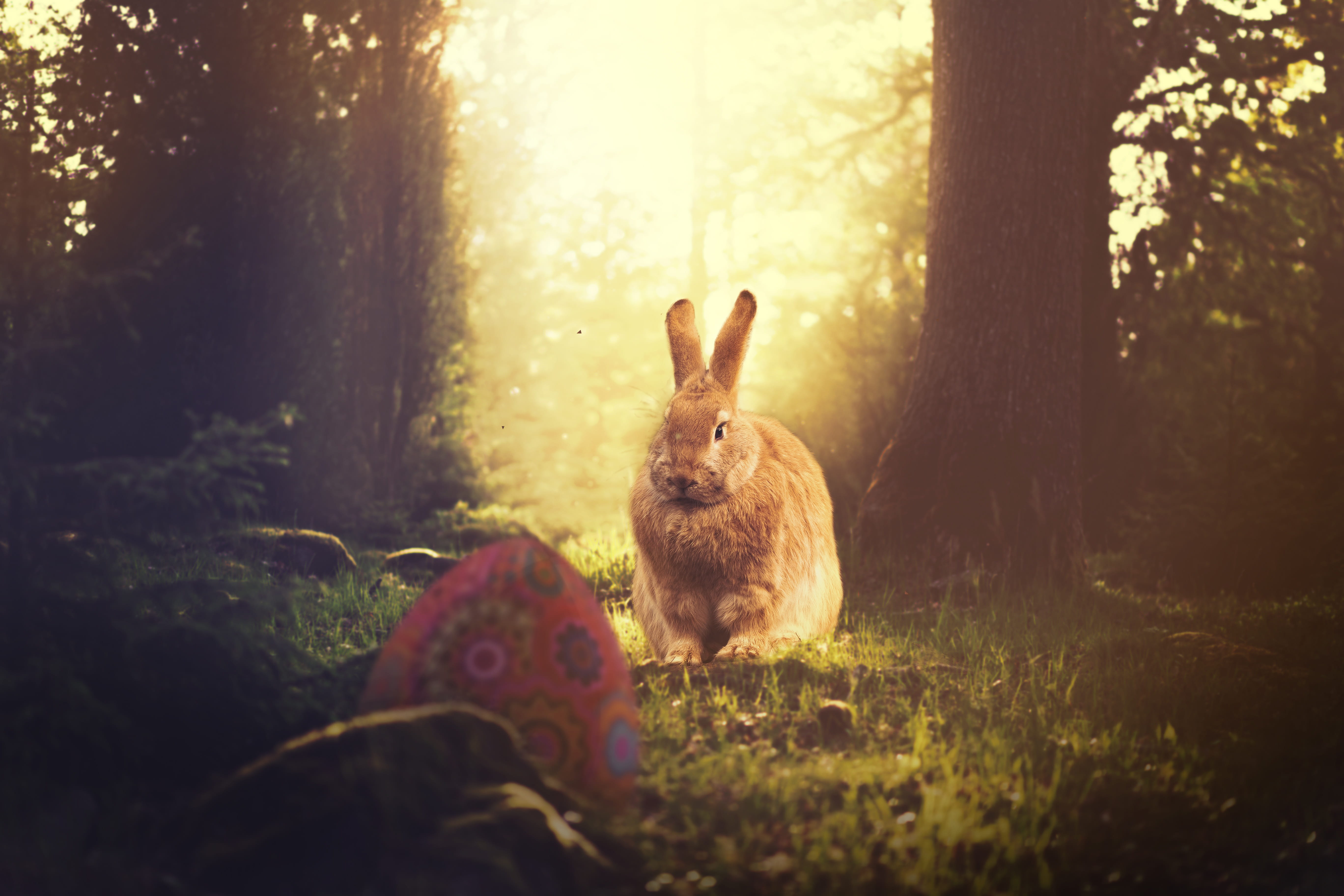 easter, hare, easter egg, easter bunny, nature, spring, sit