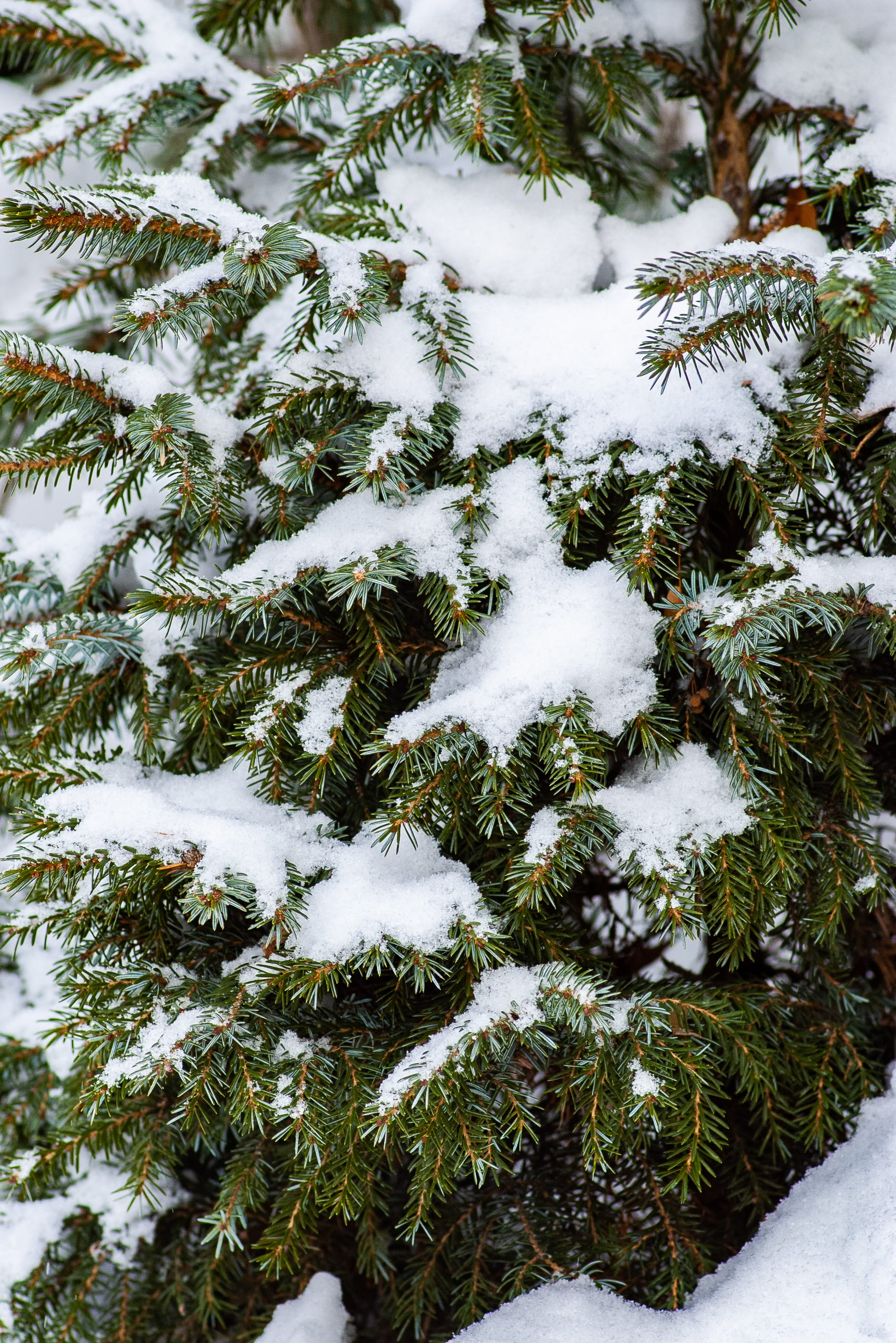 green pine tree with snow, winter, cold temperature, plant, nature