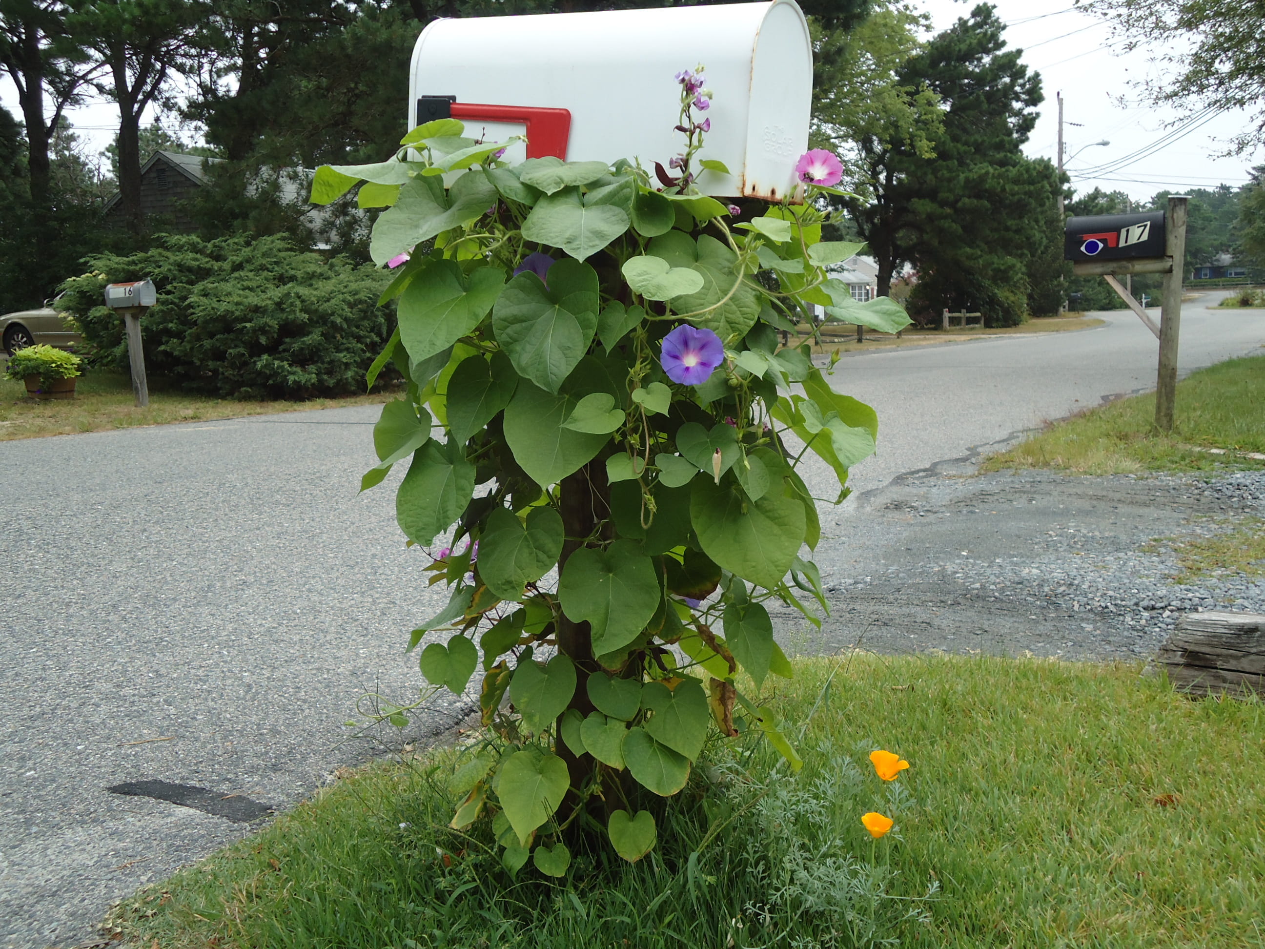 mailbox, post, postal, vine, vines, flowers, street, leaves