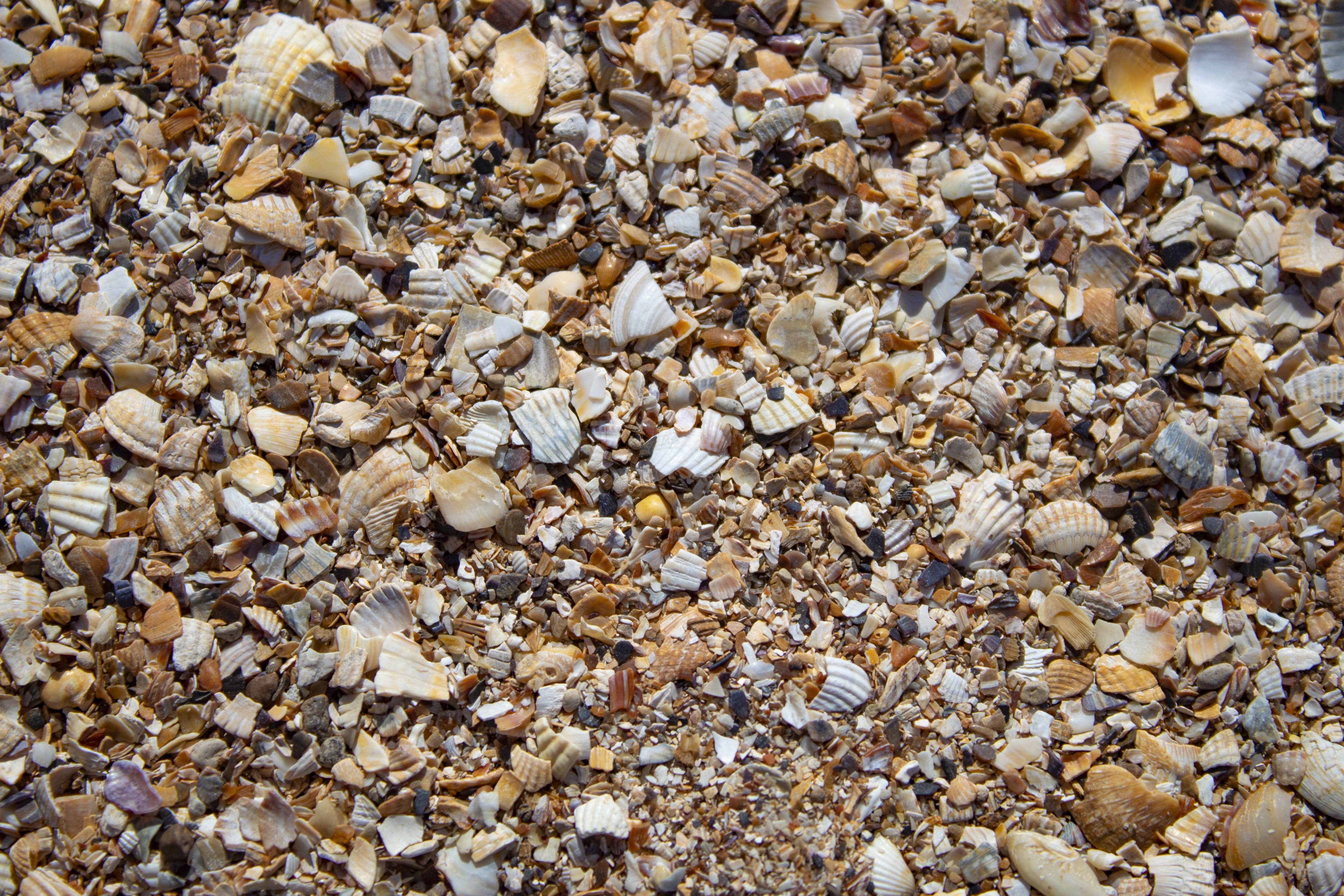 seashells, background, beach, sink, full frame, backgrounds