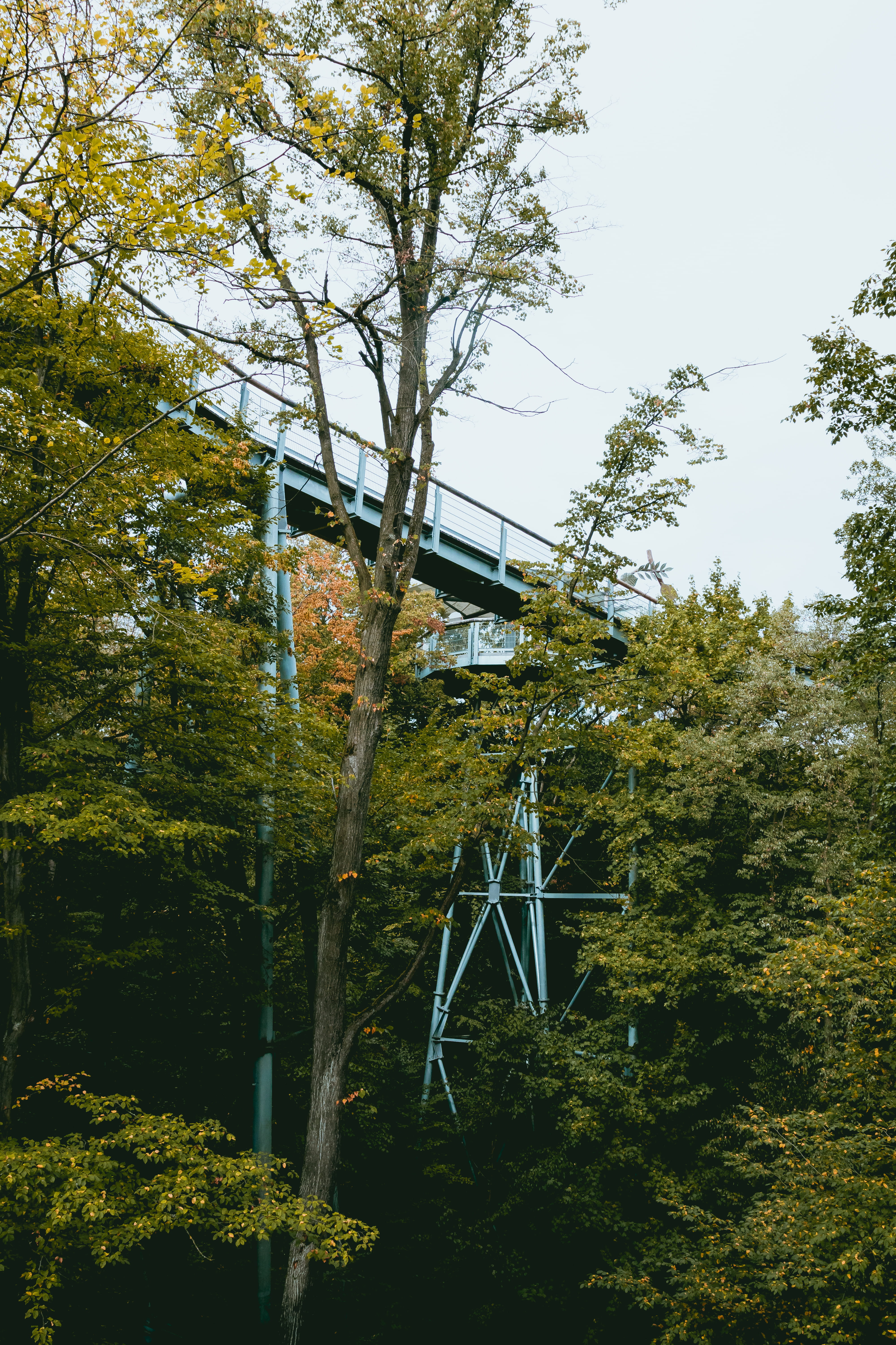 forest, bridge, steel, construct, trees, branches, stem, path