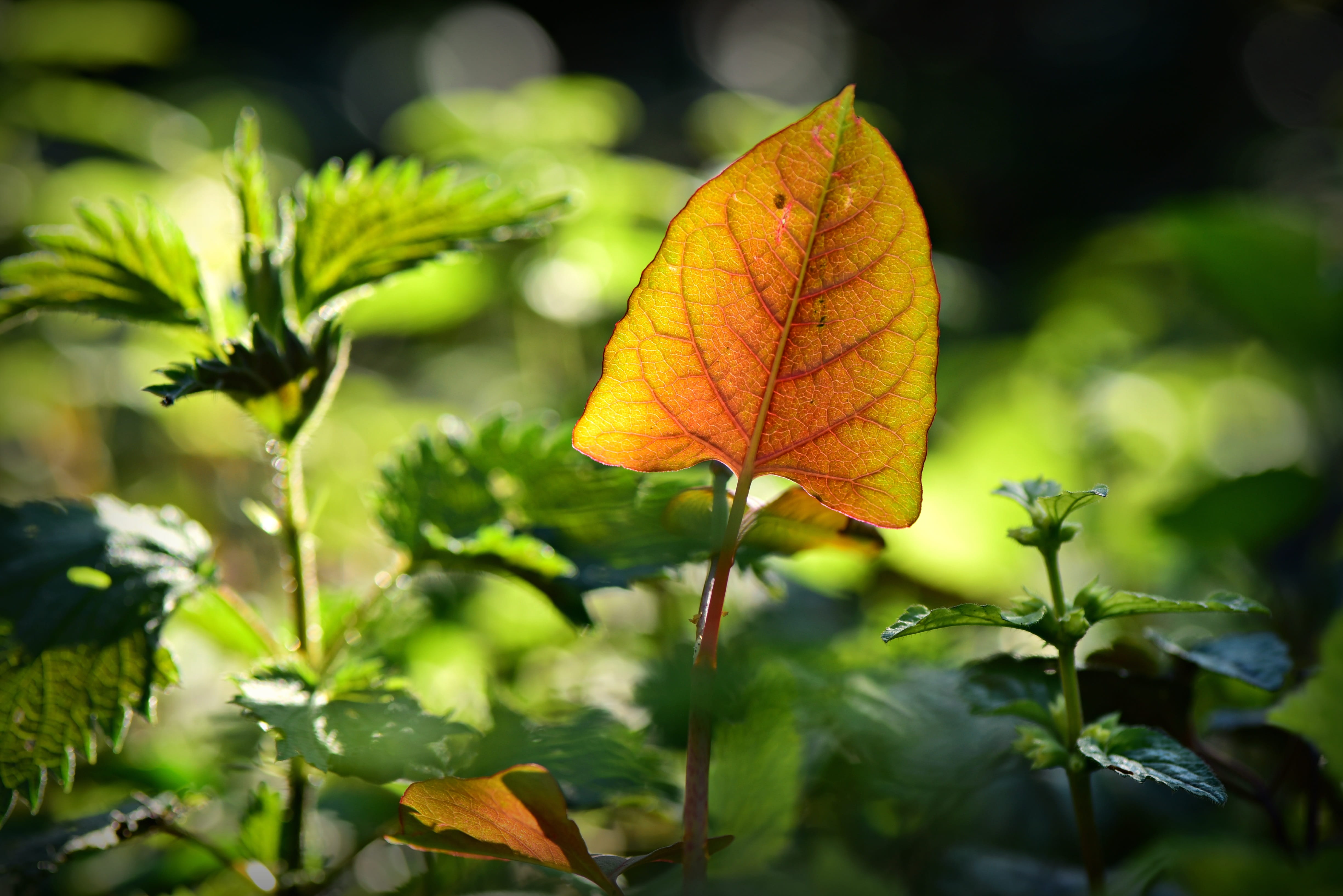 leaf, plant, vein, pattern, texture, spring, garden, nature