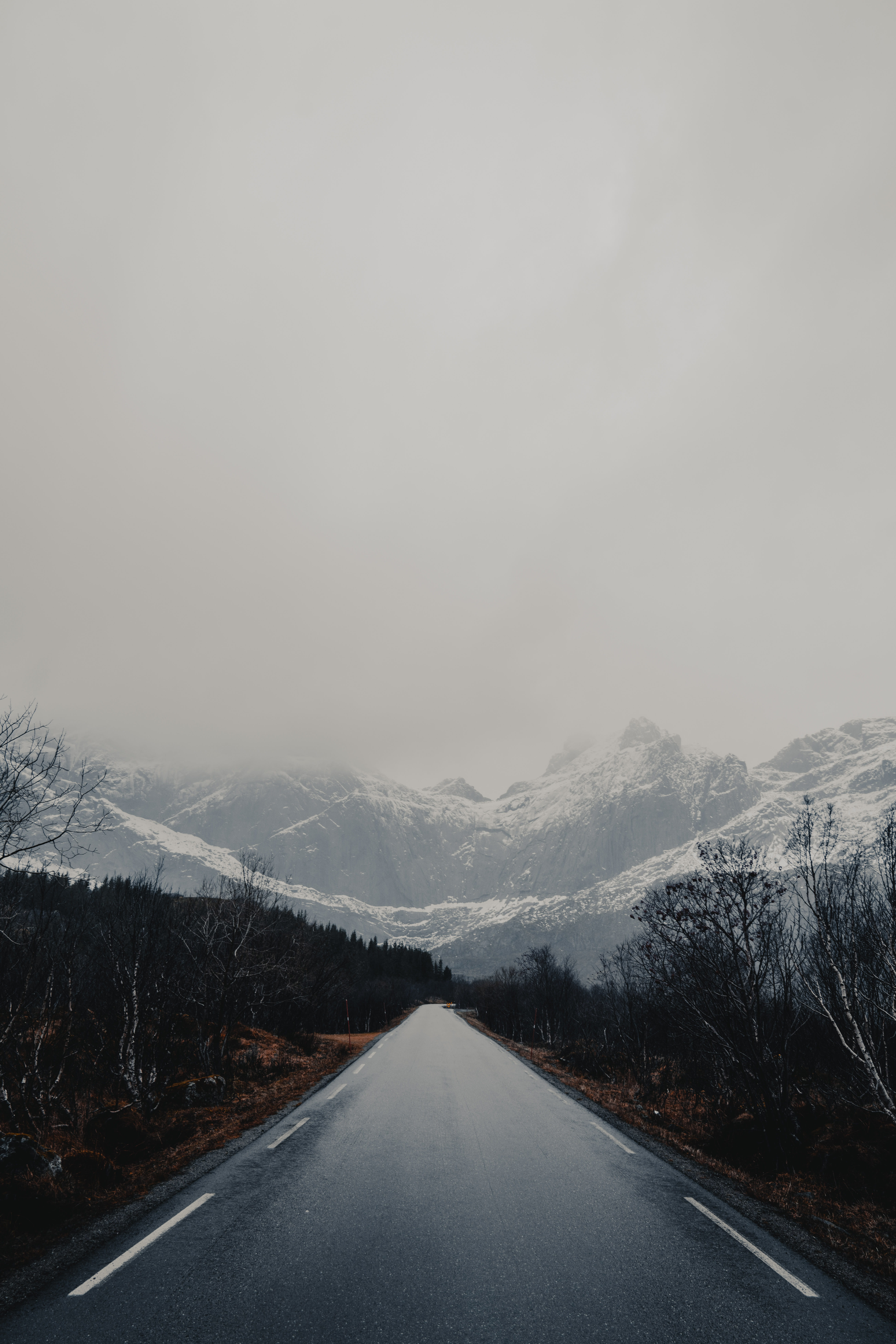 empty road between trees, the way forward, cold temperature, direction