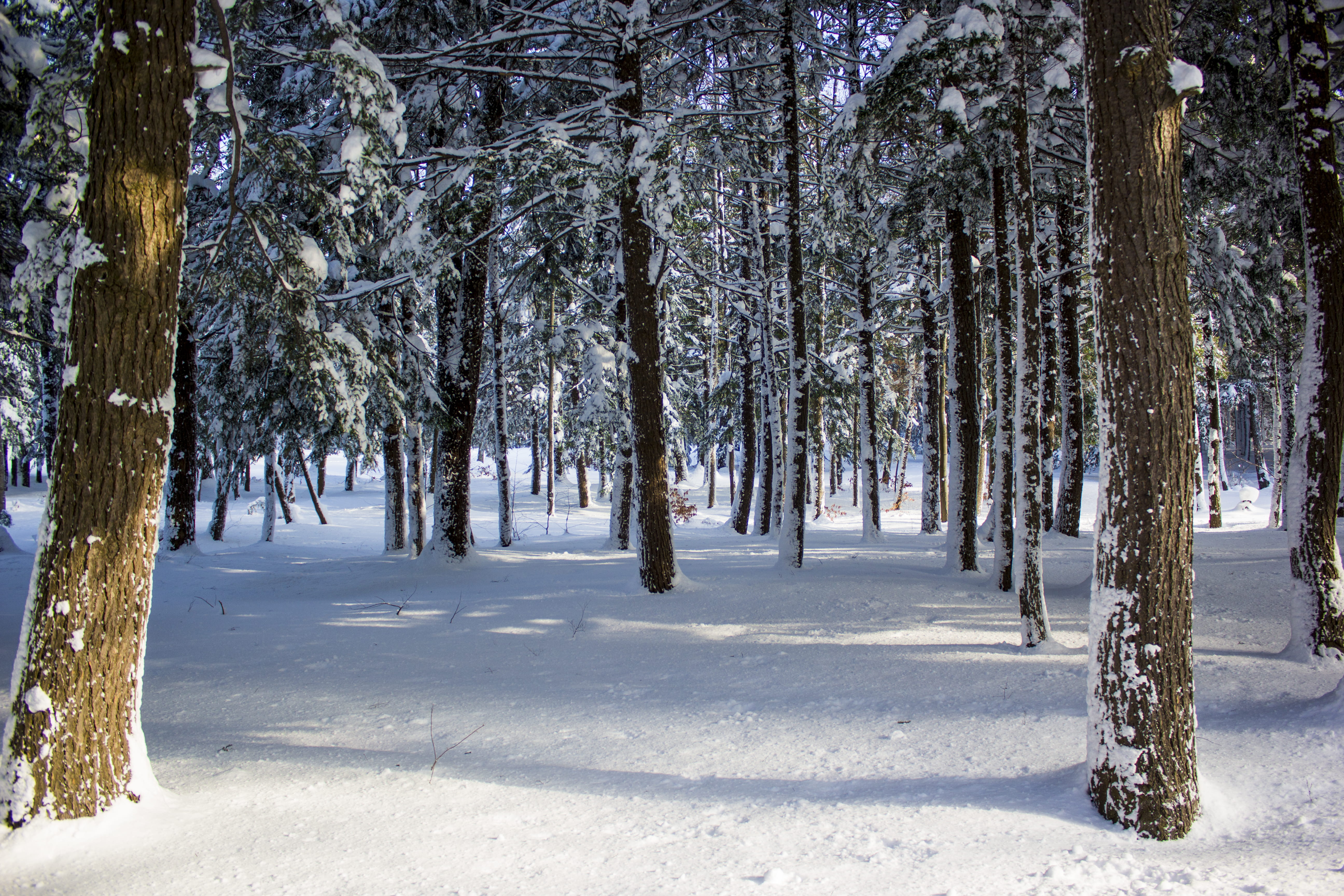 trees, winter, snow, cold, pine trees, plant, cold temperature