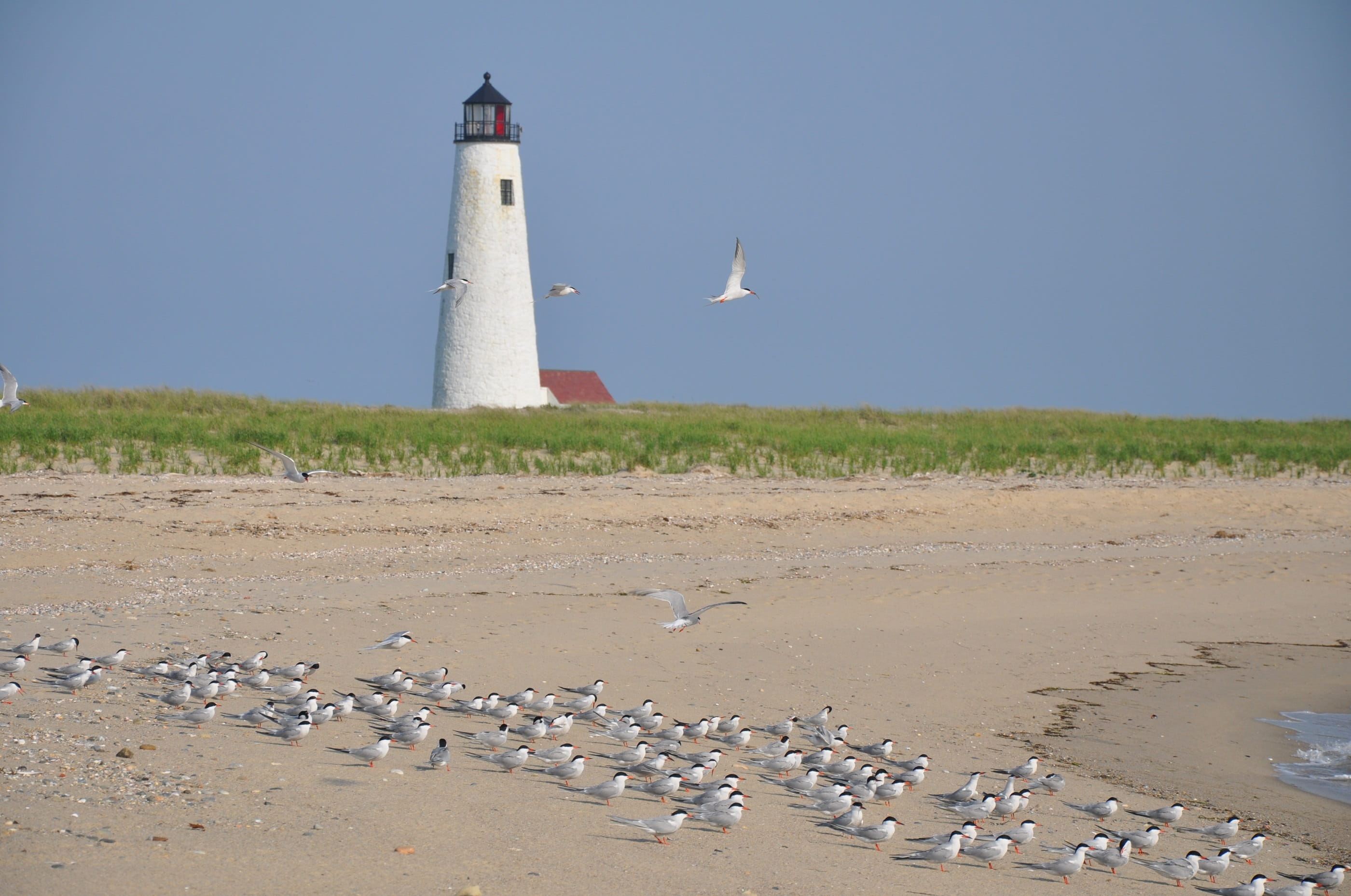 lighthouse, shore, beach, seashore, construction, bird, seagull