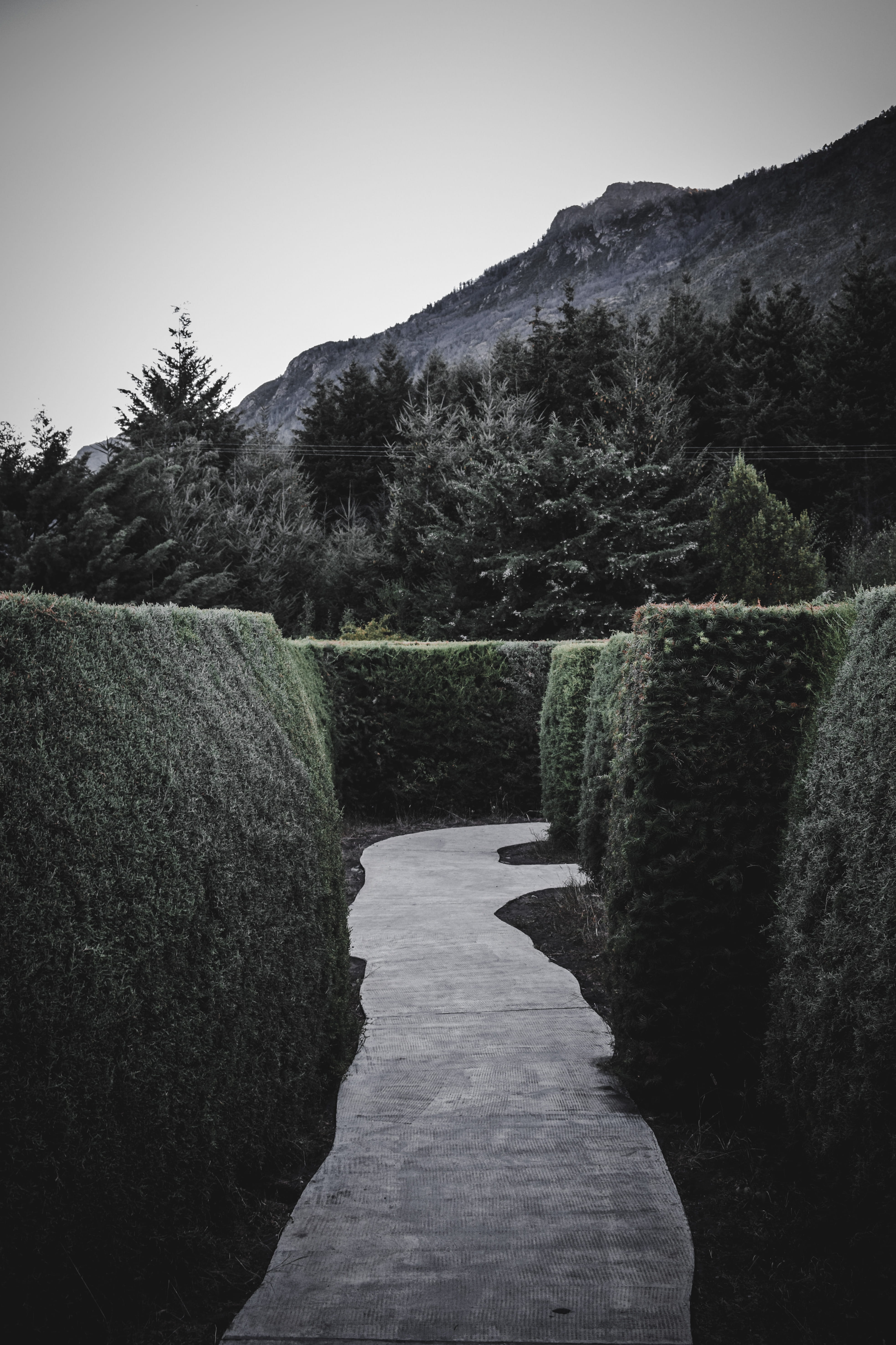 pathway between green-leafed grass, plant, tree, sky, tranquil scene