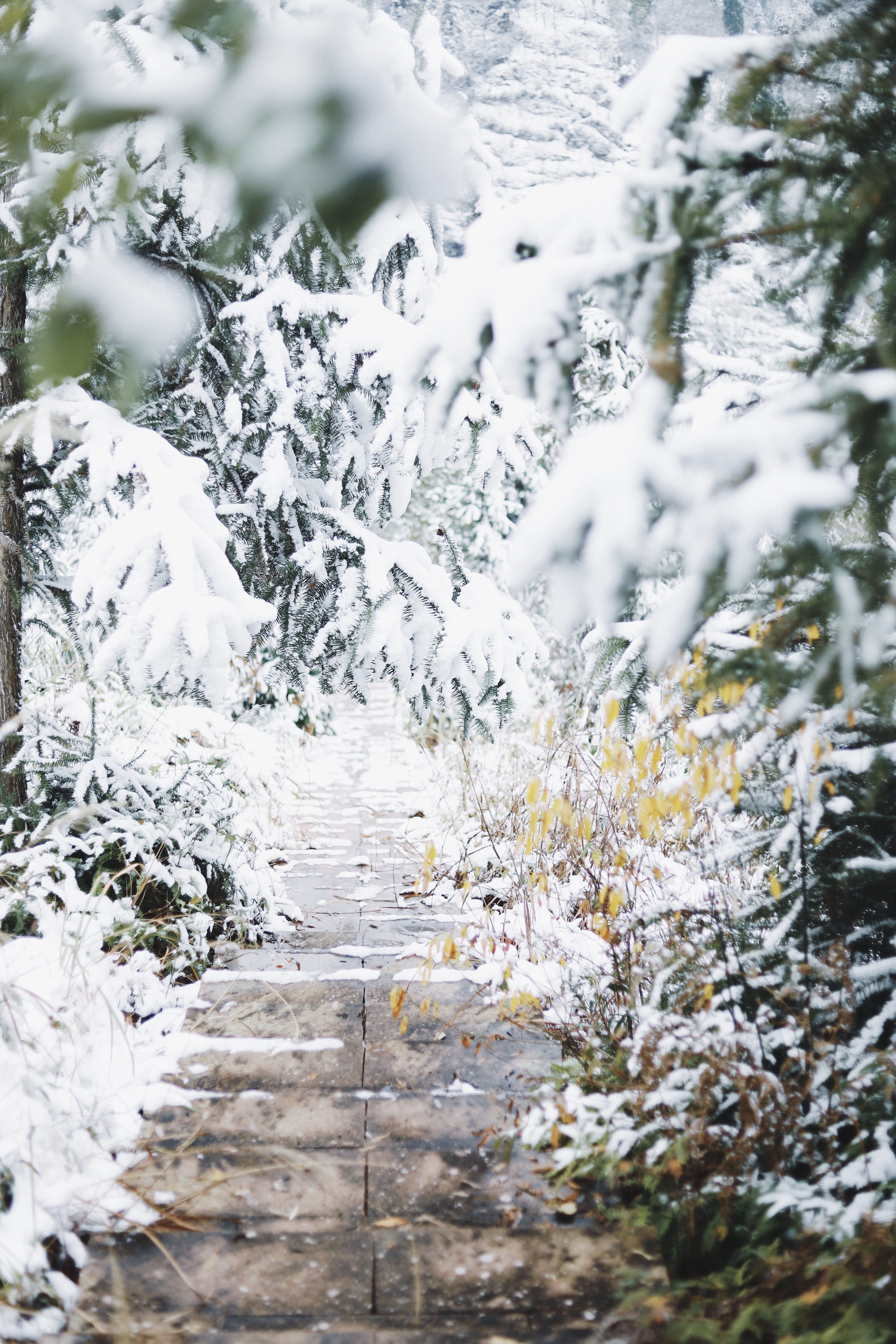 gray pathway between trees, winter, snow, cold temperature, no people