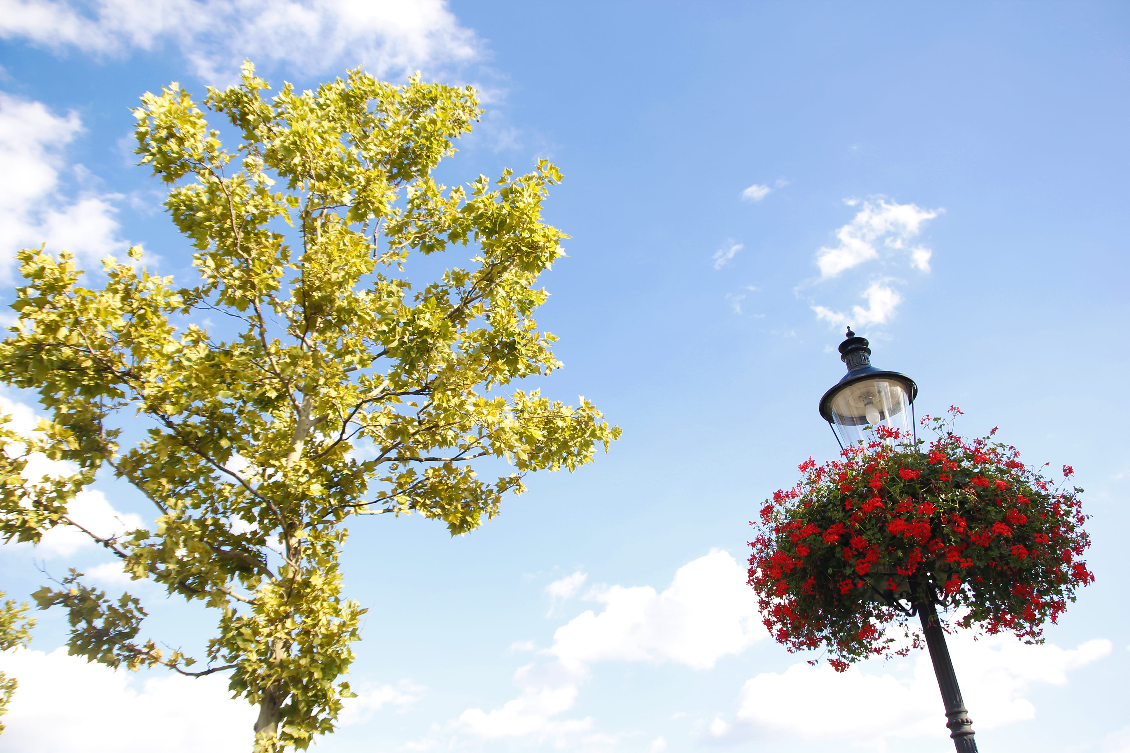 tree, flower, summer, cloud, yellow, blossom, bloom, cloudy
