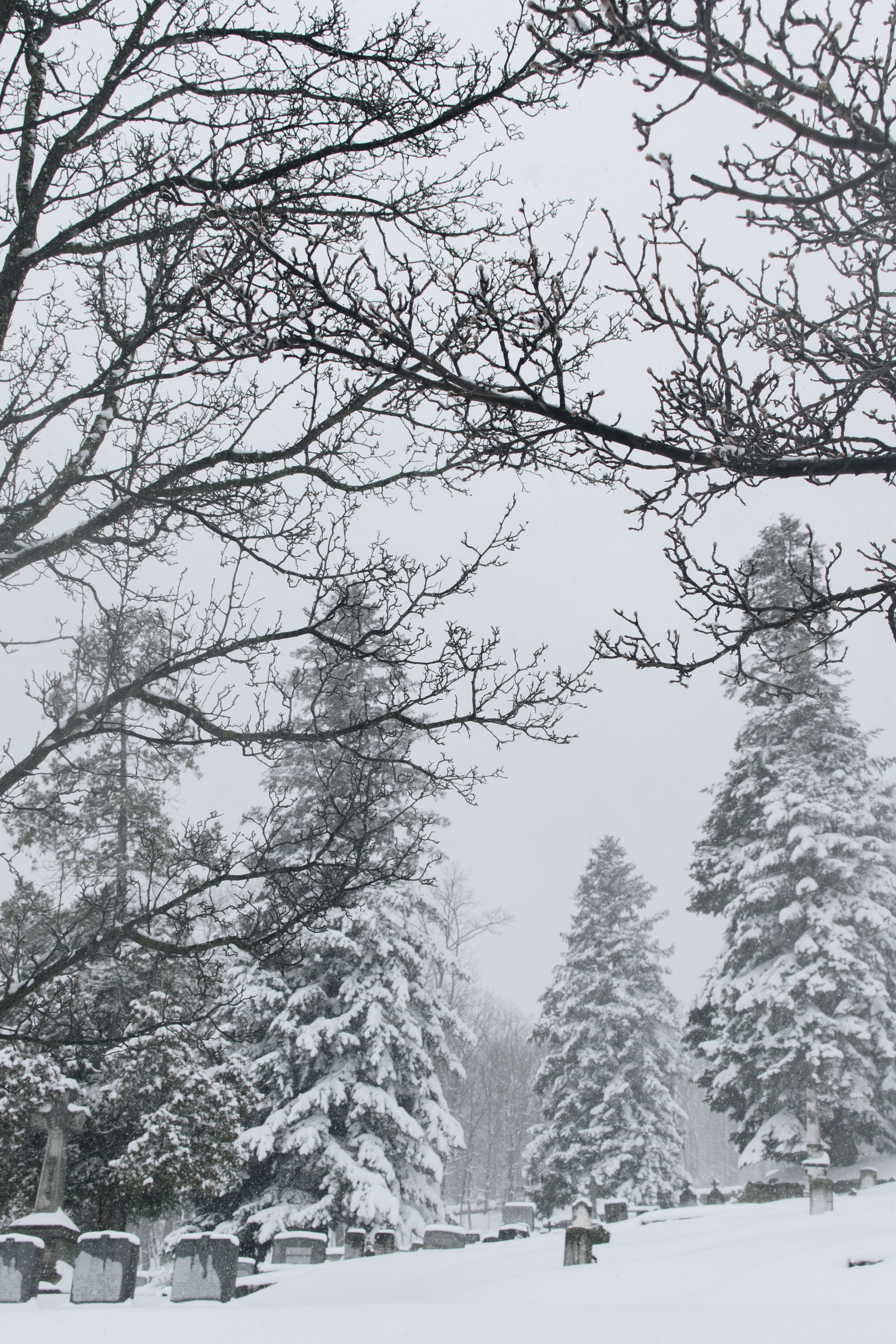 snow, trees, branches, winter, plant, cold temperature, nature