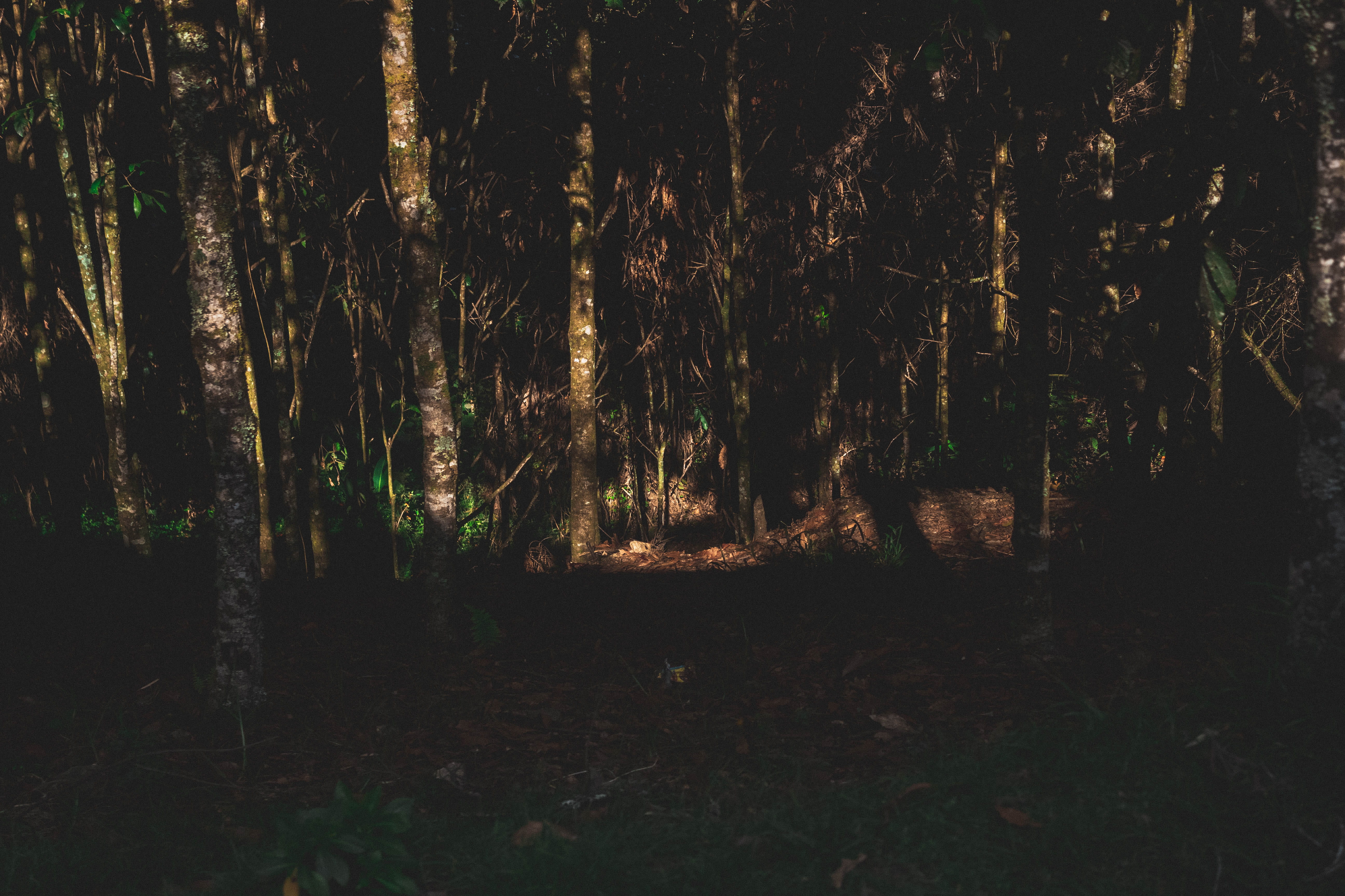 forest, trees, light, shadows, green, wallpaper, wallpapers